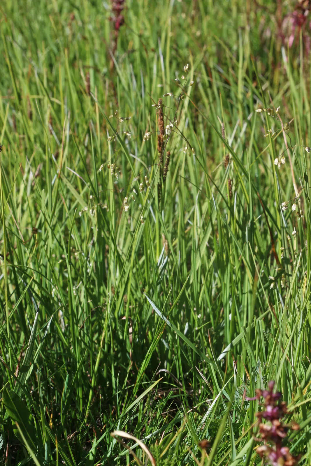 Sweetgrass (Hierochloe odorata)