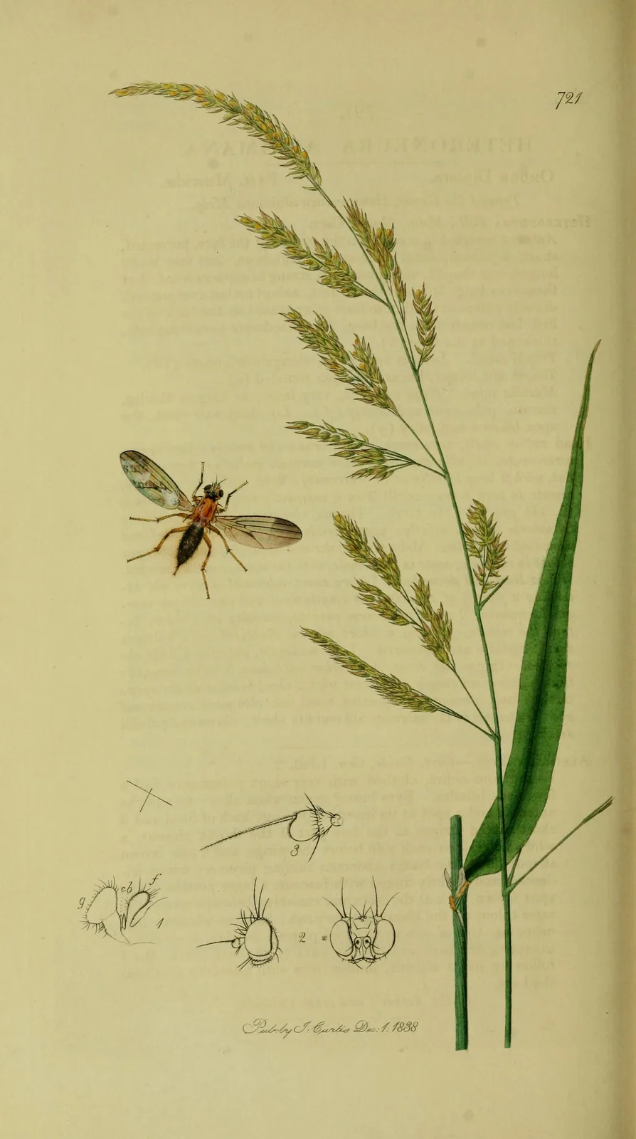 Reed Canary Grass (Phalaris arundinacea)