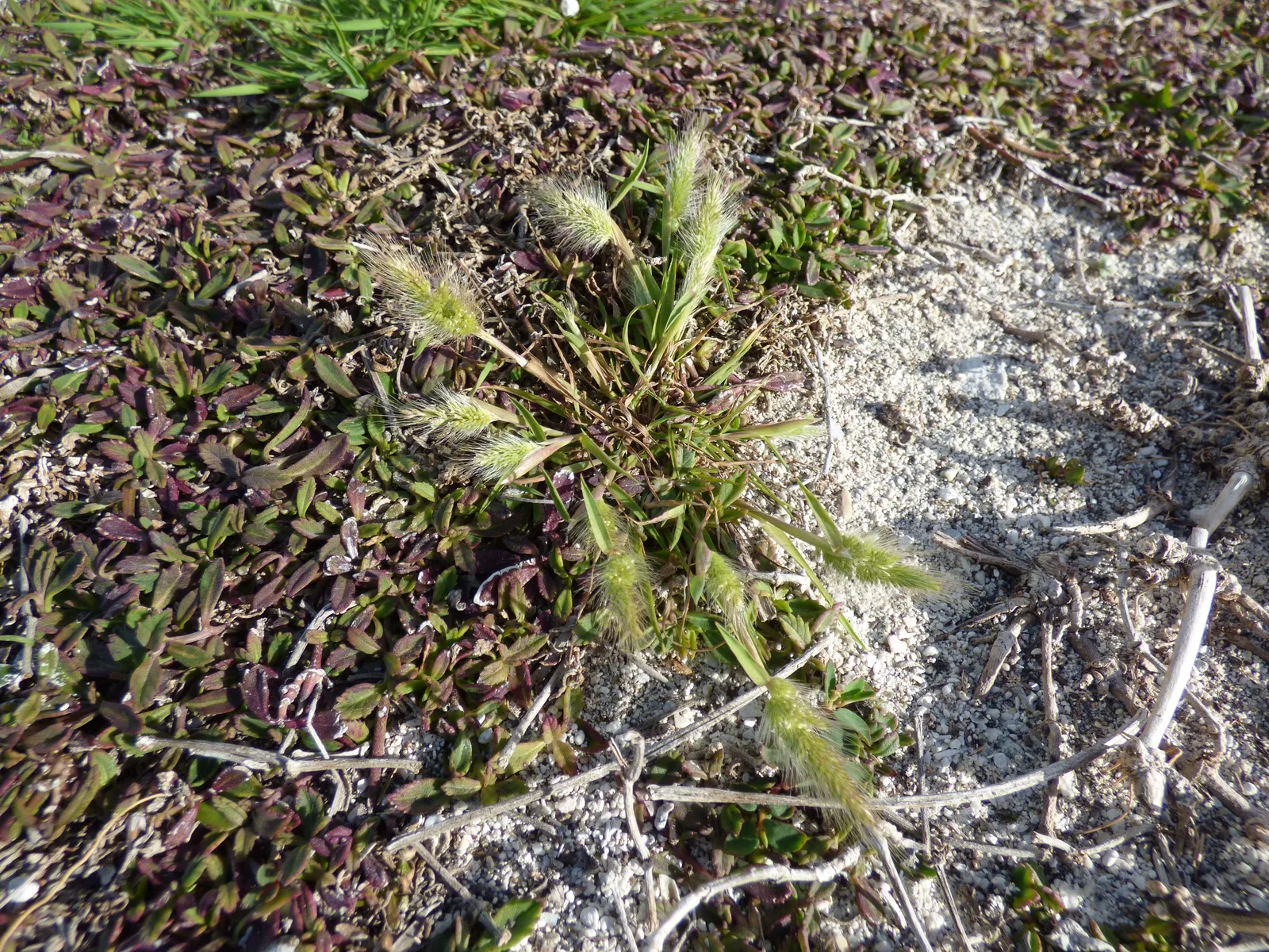 Rabbitfoot Grass (Polypogon monspeliensis)