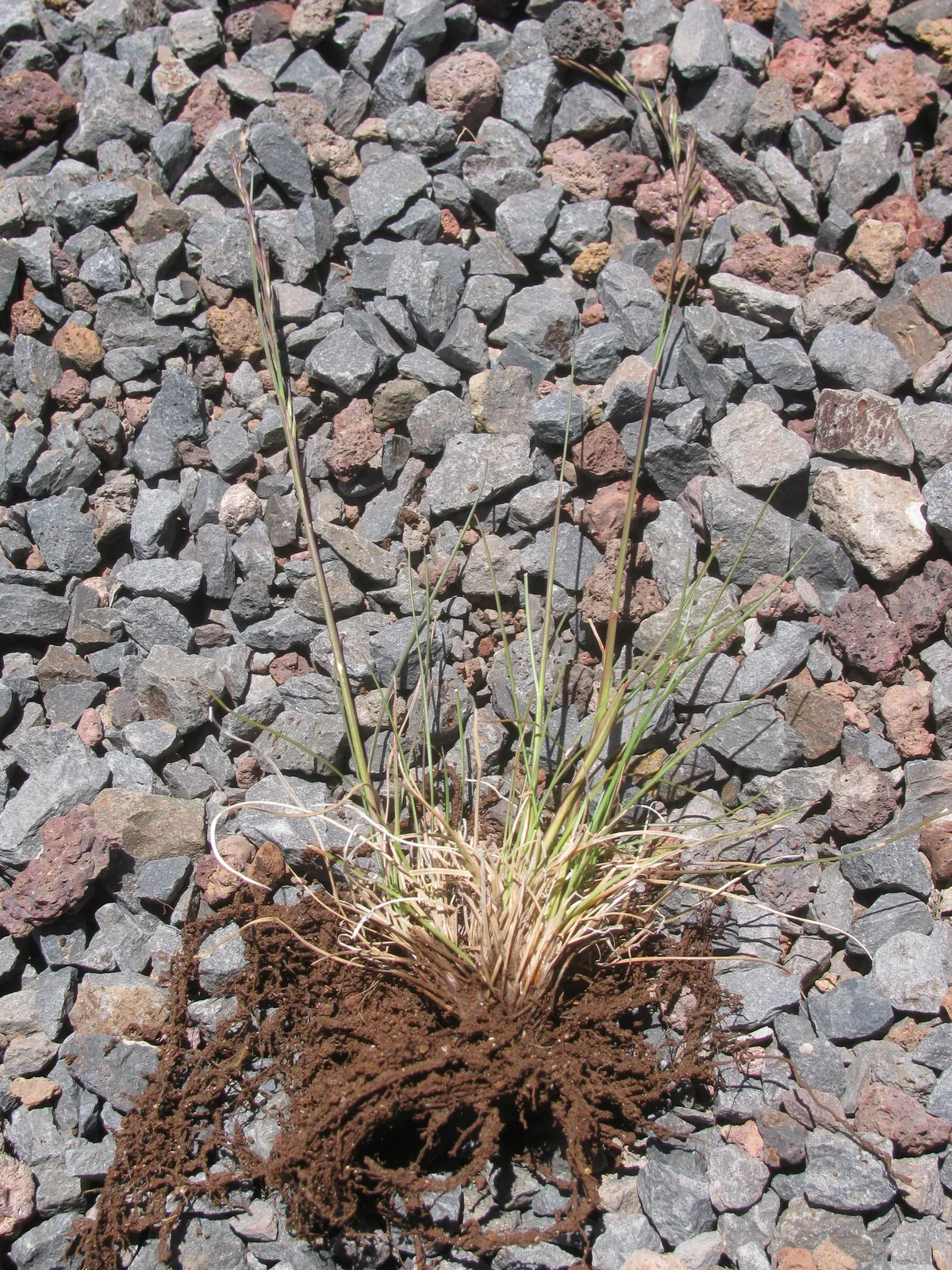 Red Fescue