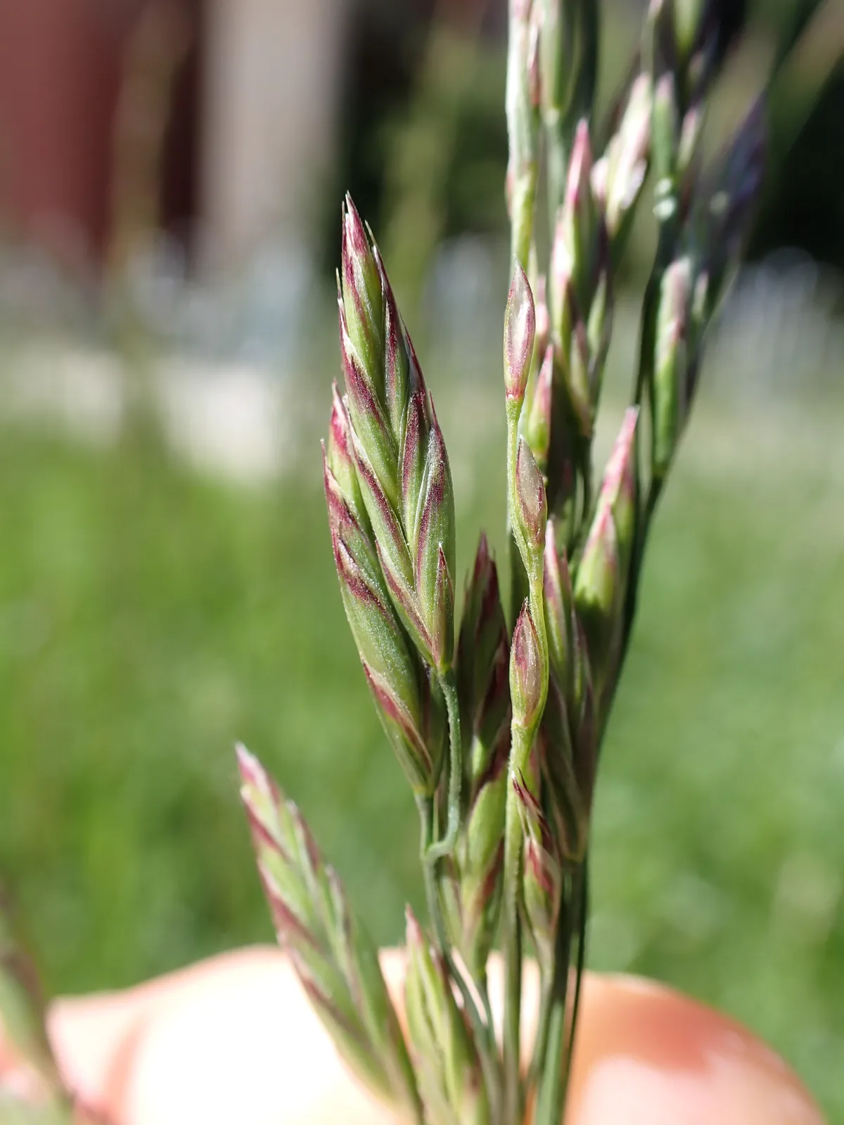 Tall Fescue