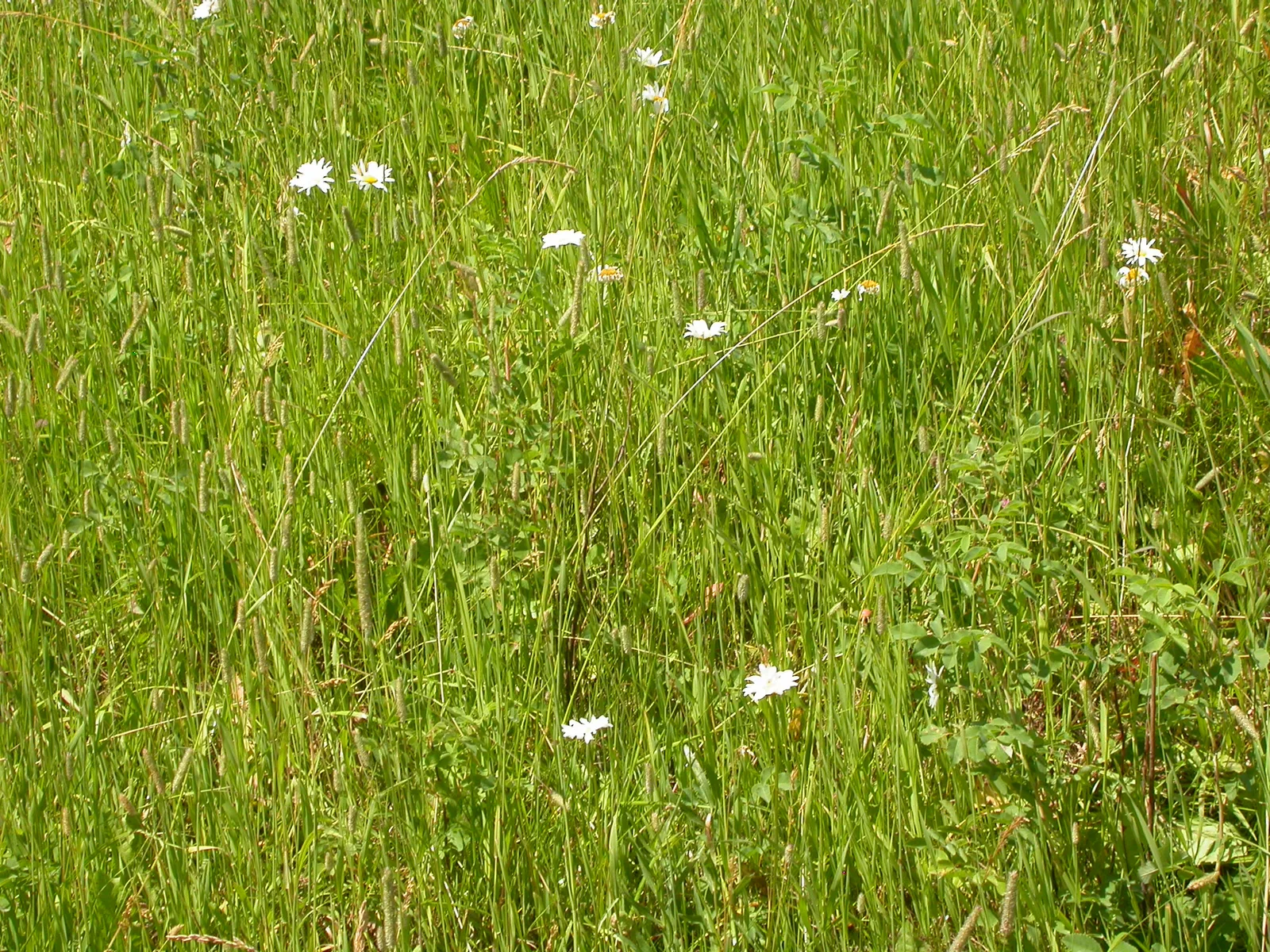 Meadow Fescue