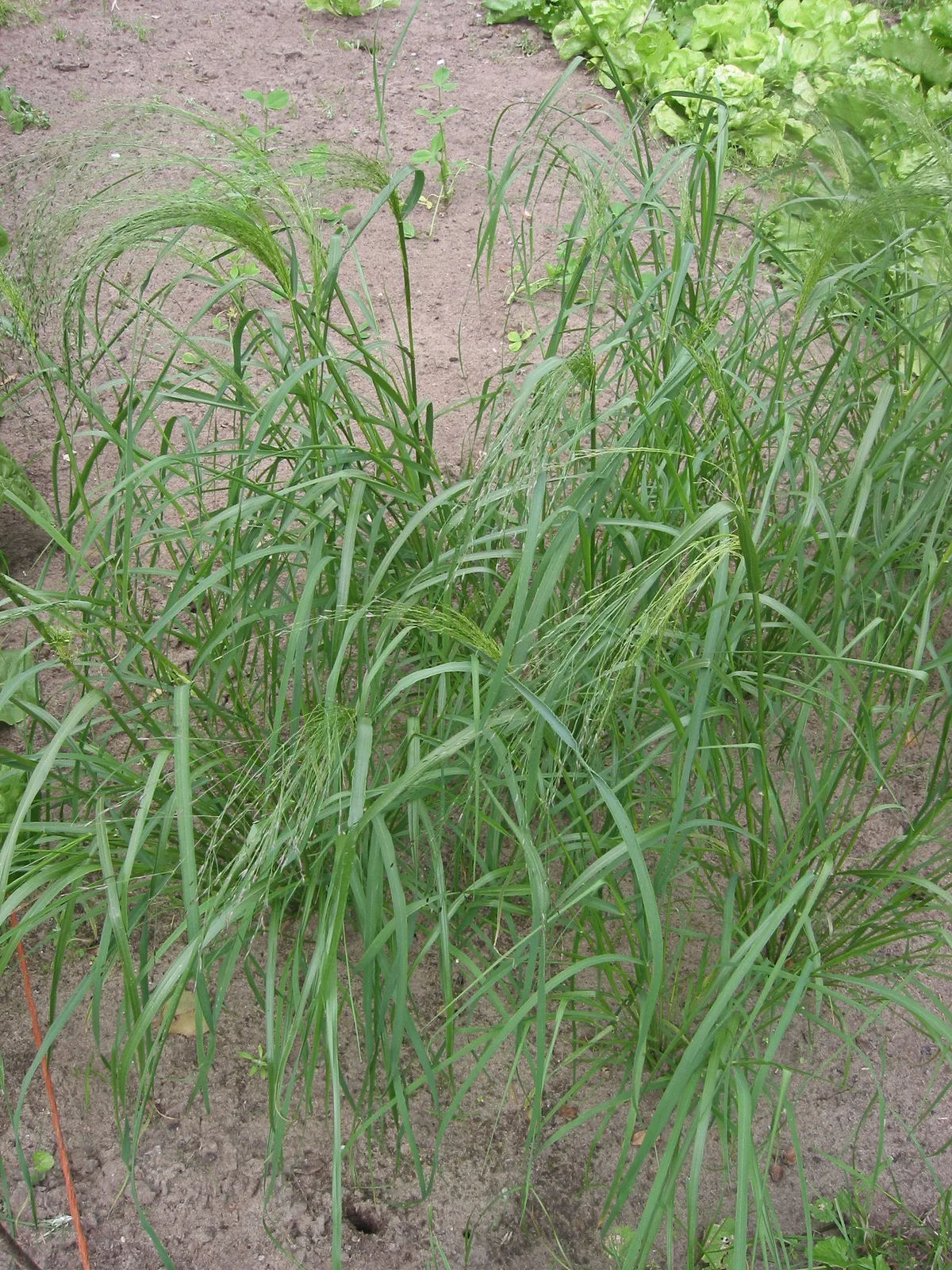 Teff (Eragrostis tef)