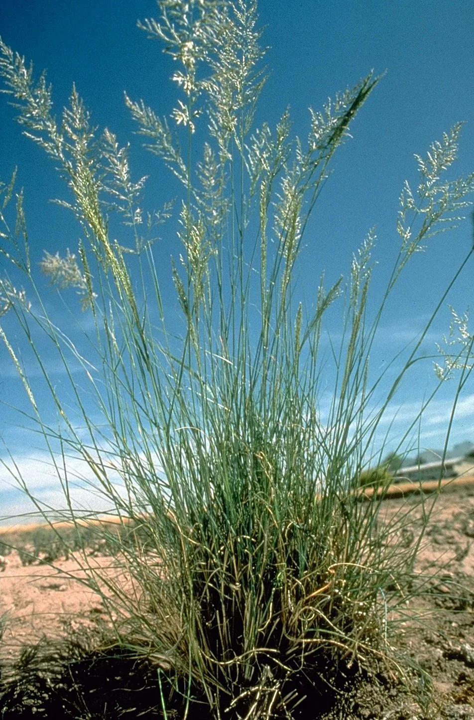 Weeping Lovegrass