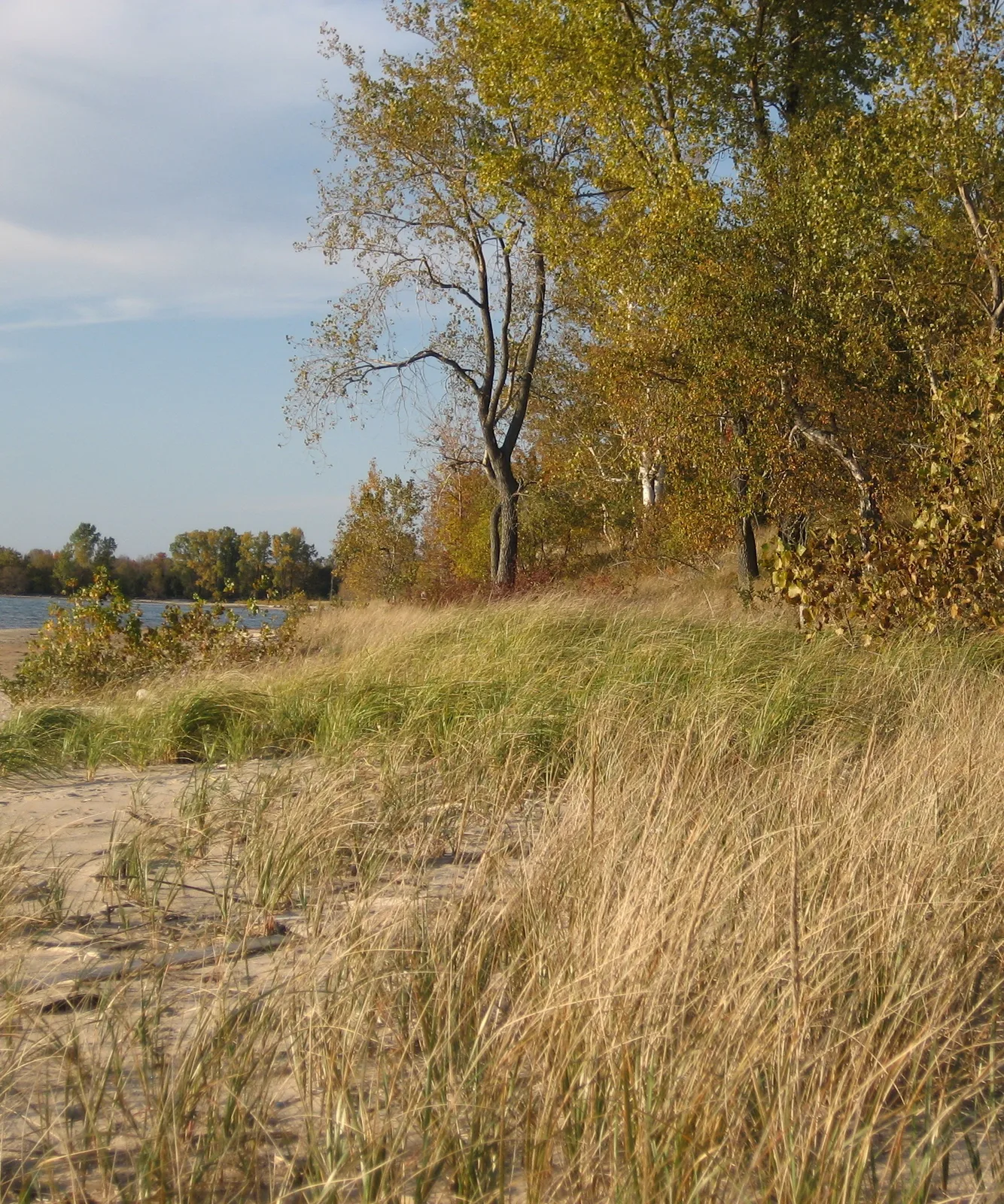 American Beachgrass