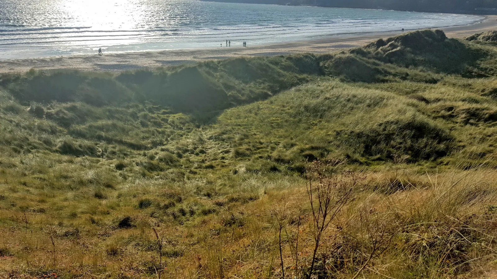 European Marram Grass (Ammophila arenaria)