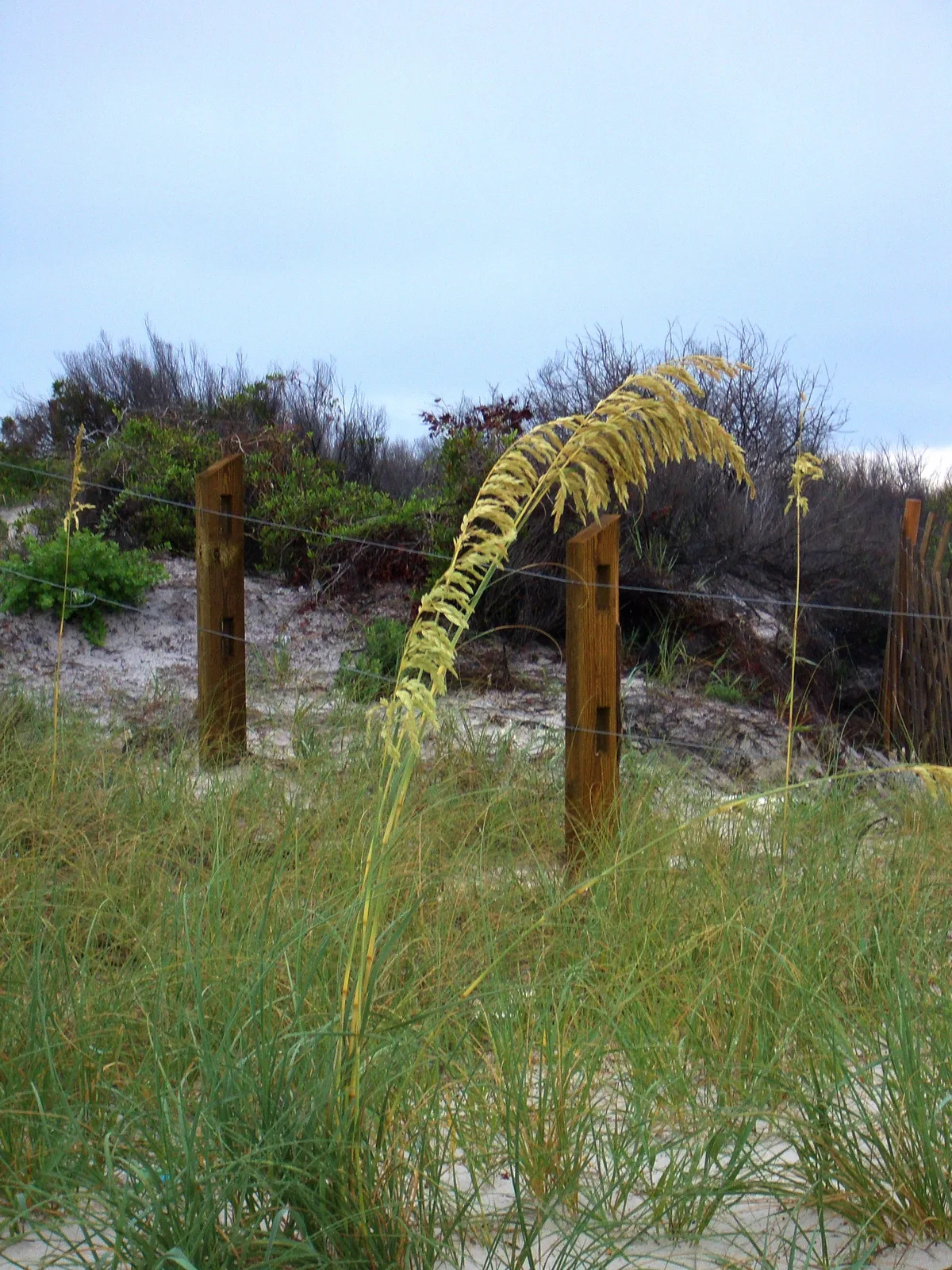 Sea Oats (Uniola paniculata)