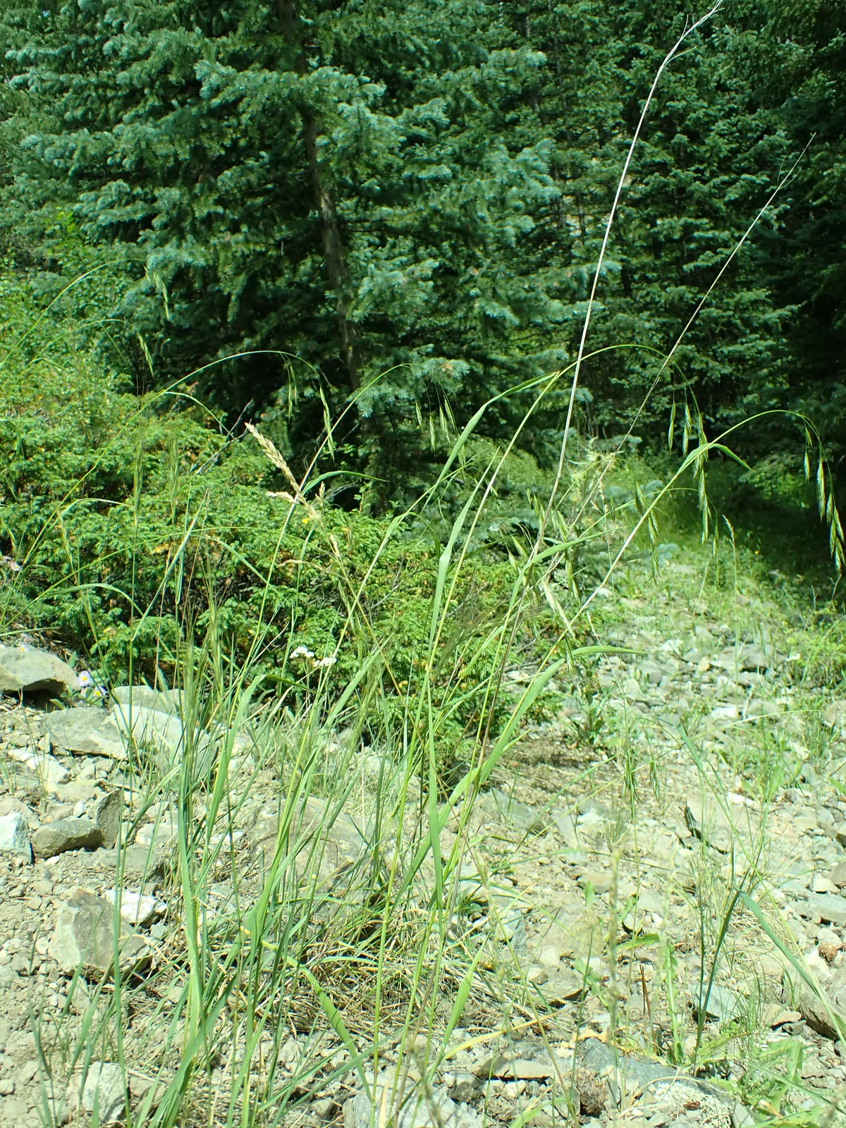 Fringed Brome (Bromus ciliatus)