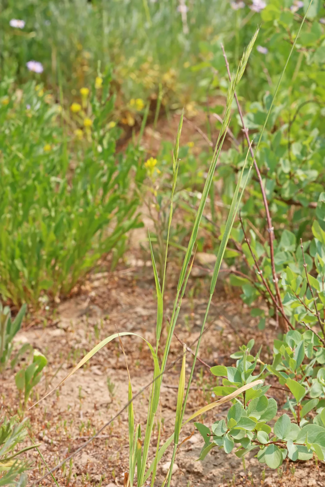 Mountain Brome (Bromus marginatus)