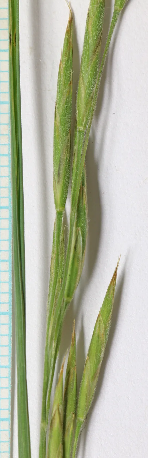 Nodding Brome (Bromus anomalus)