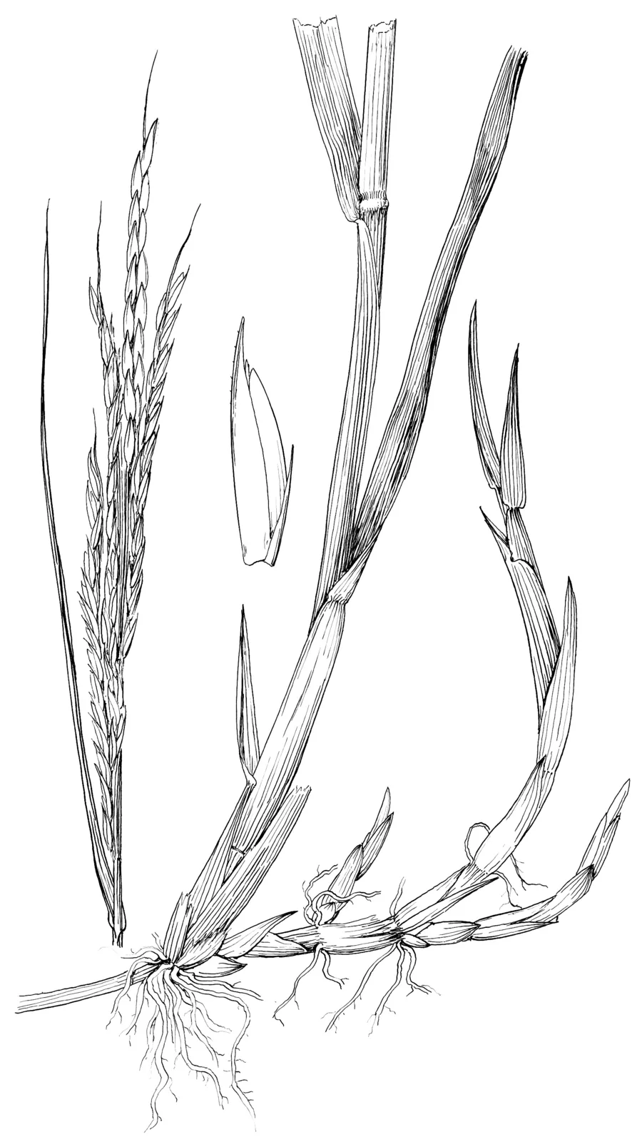 Smooth Cordgrass (Spartina alterniflora)