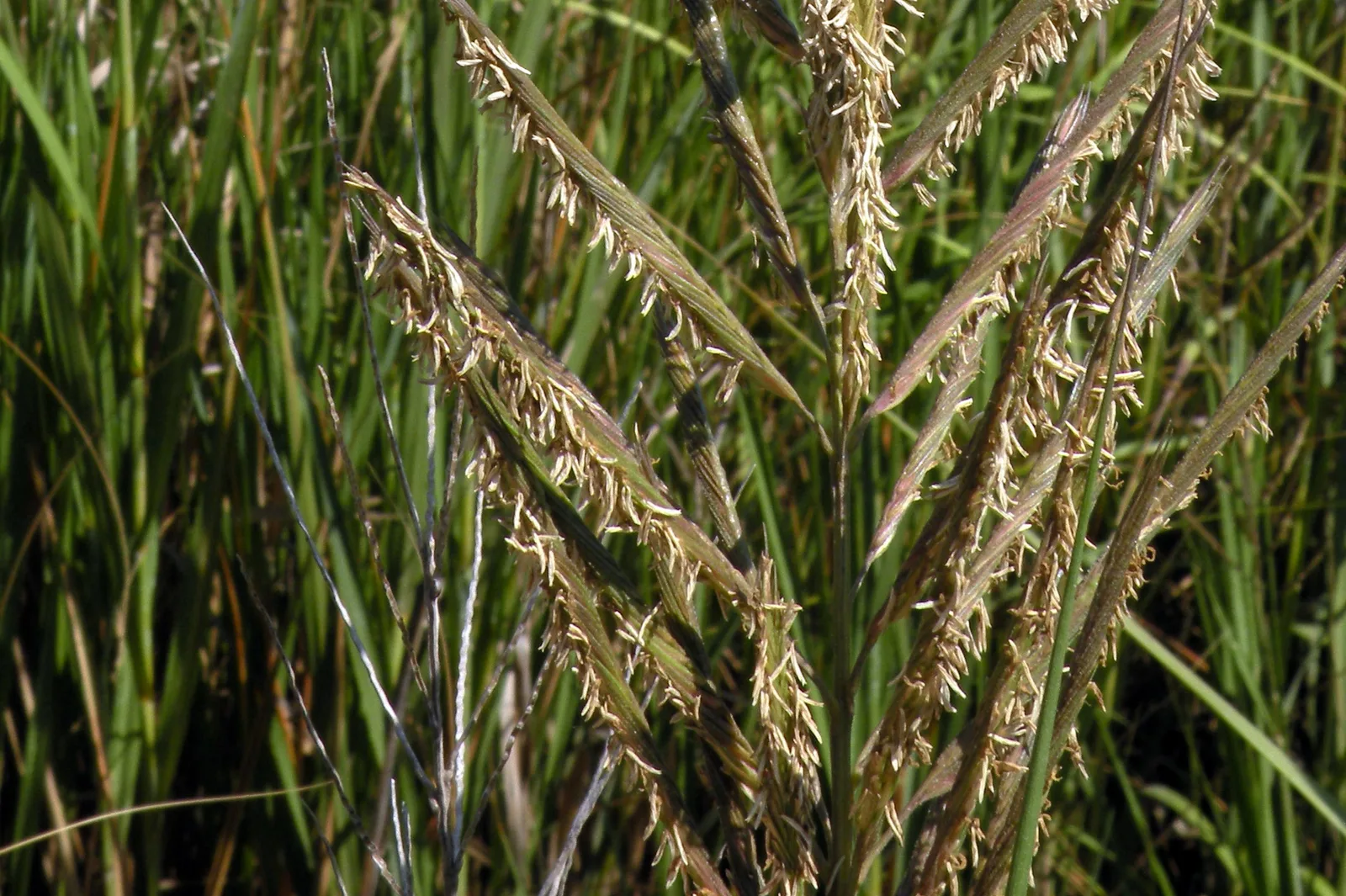 Big Cordgrass (Spartina cynosuroides)