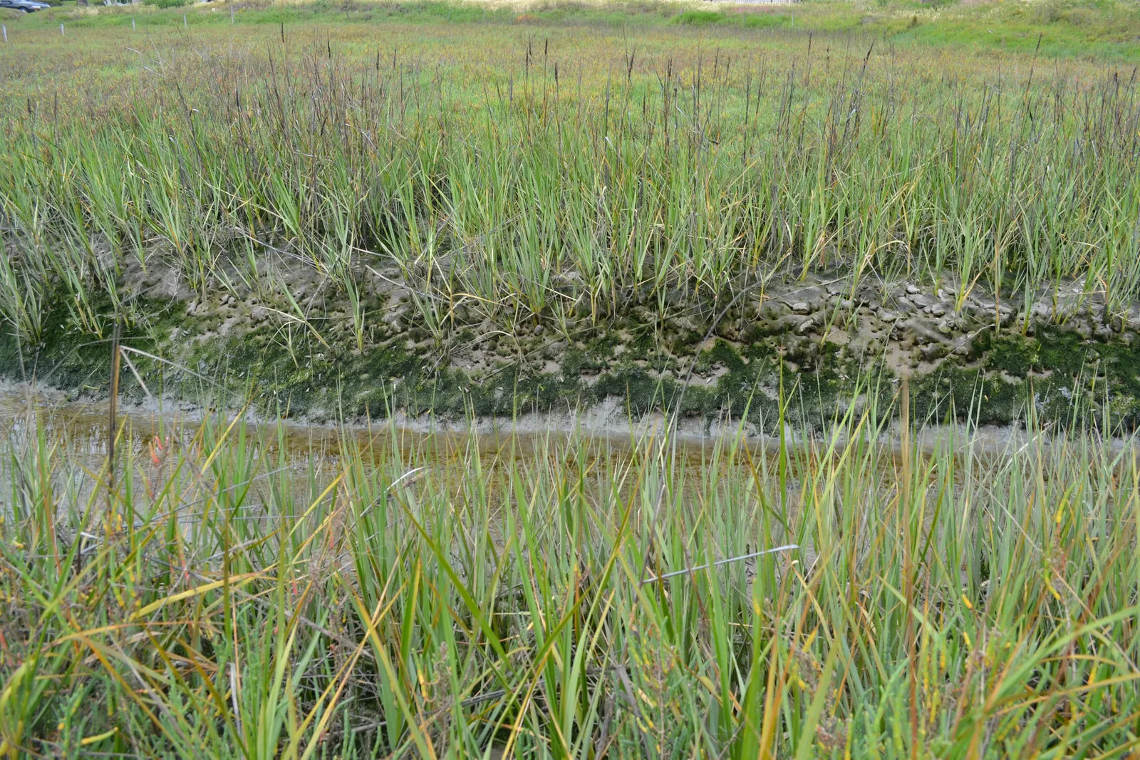 California Cordgrass