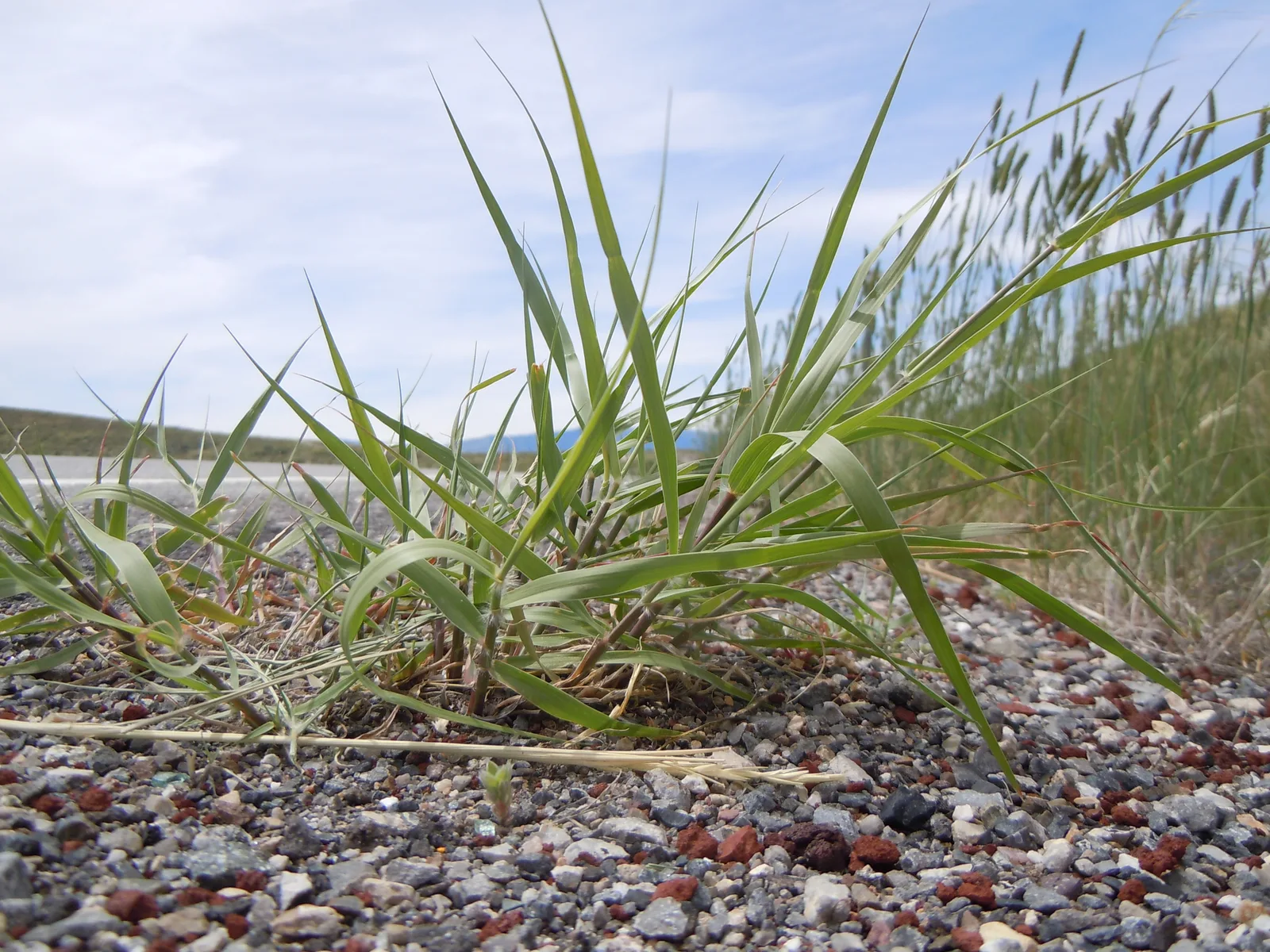 Sand Dropseed (Sporobolus cryptandrus)