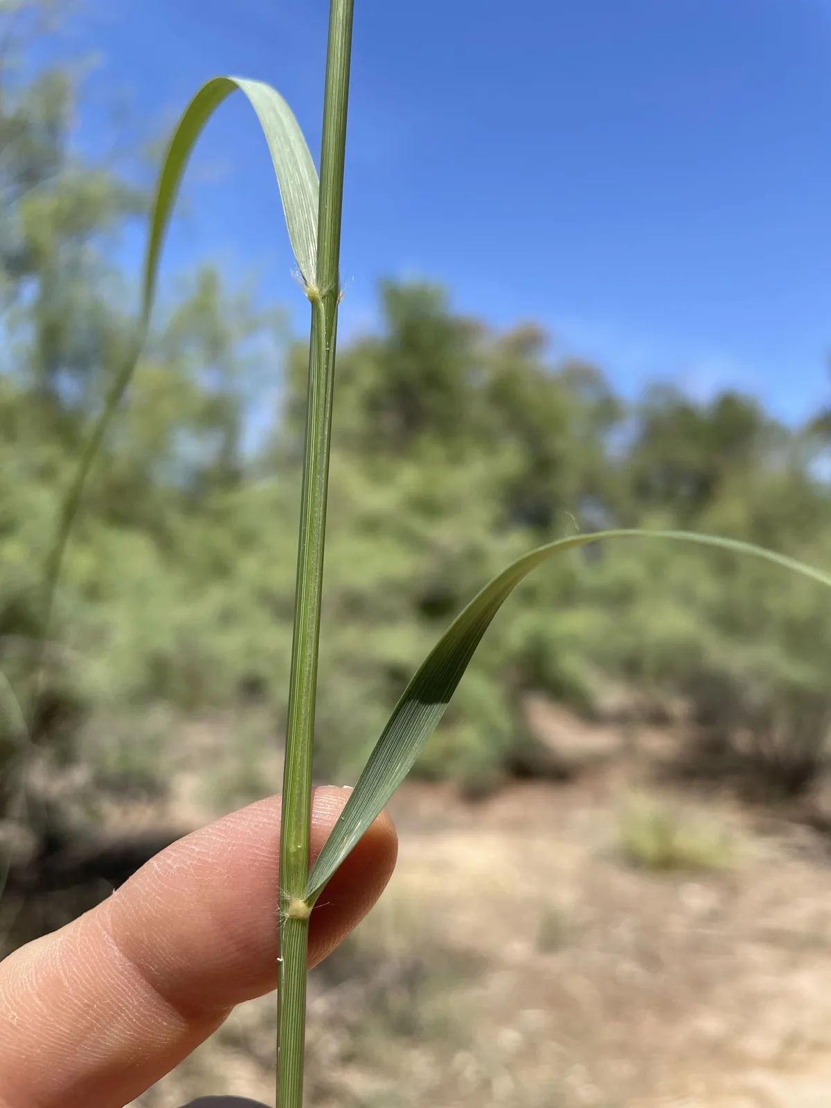 Alkali Sacaton (Sporobolus airoides)