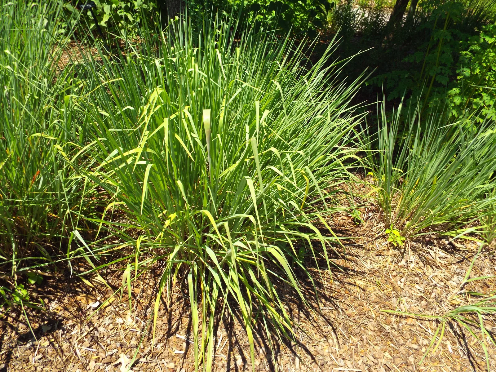 Florida Paspalum (Paspalum floridanum)