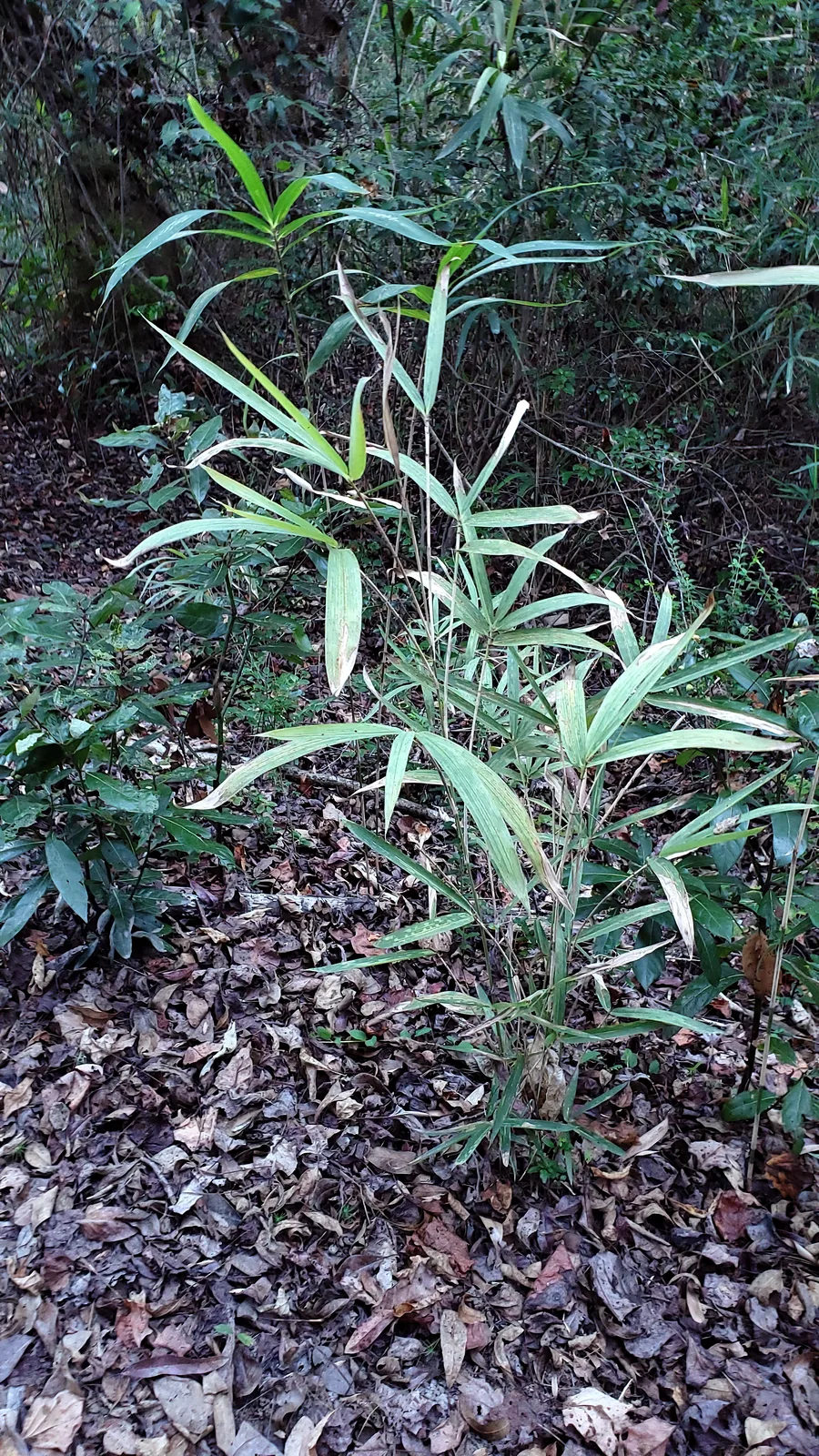 Switch Cane (Arundinaria tecta)
