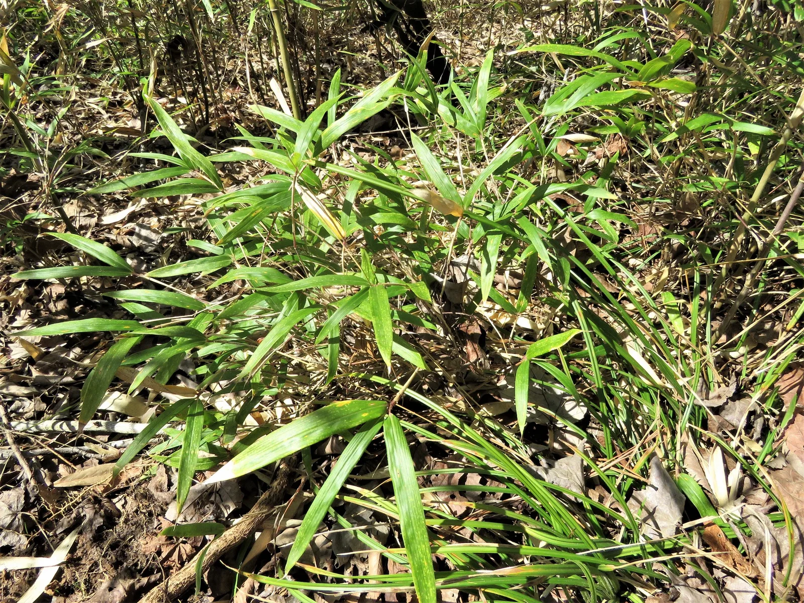 River Cane (Arundinaria gigantea)