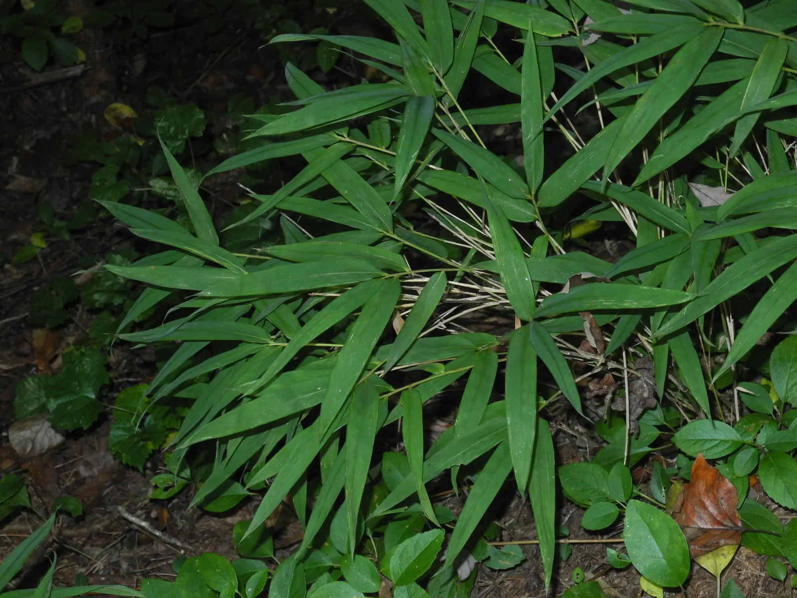 Hill Cane (Arundinaria appalachiana)