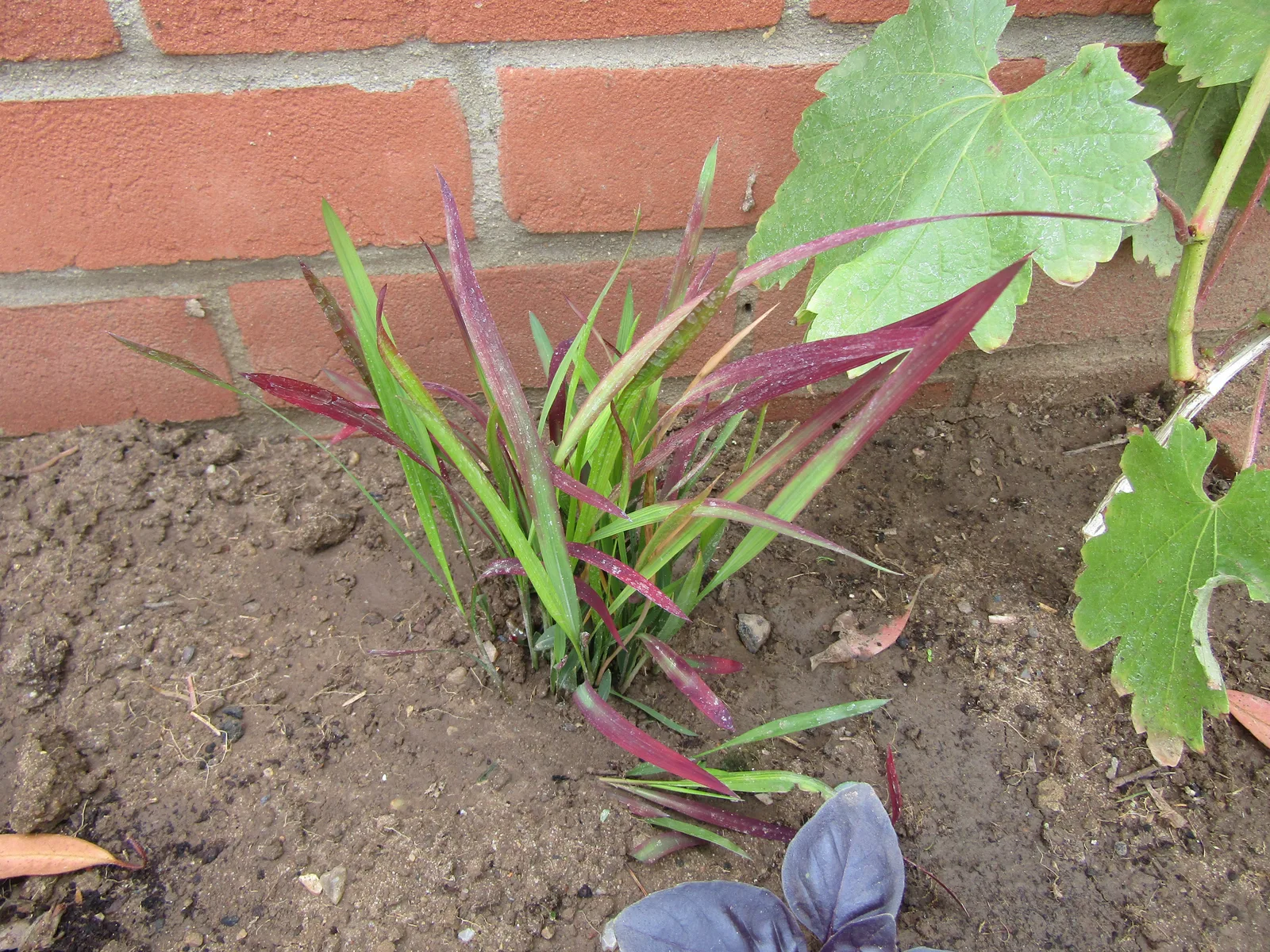 Japanese Blood Grass