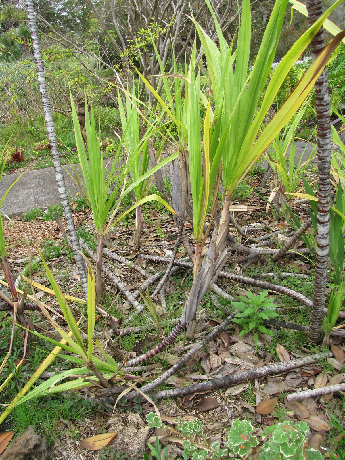 Sugarcane (Saccharum officinarum)