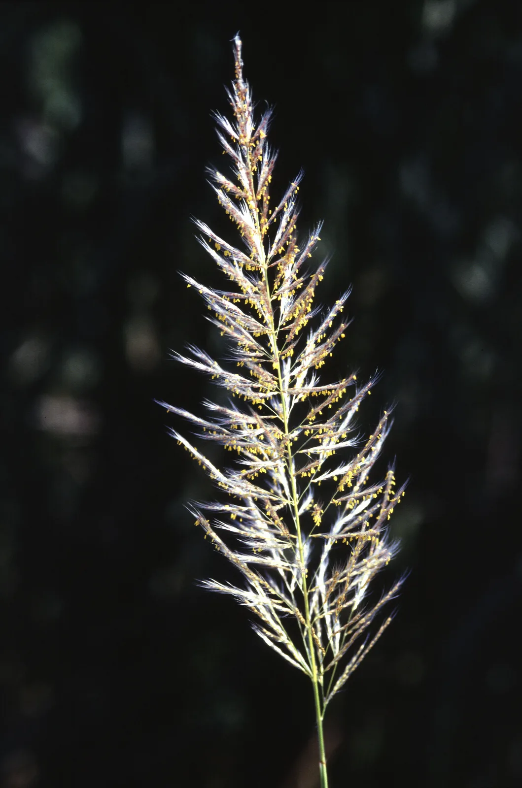 Wild Sugarcane (Saccharum spontaneum)