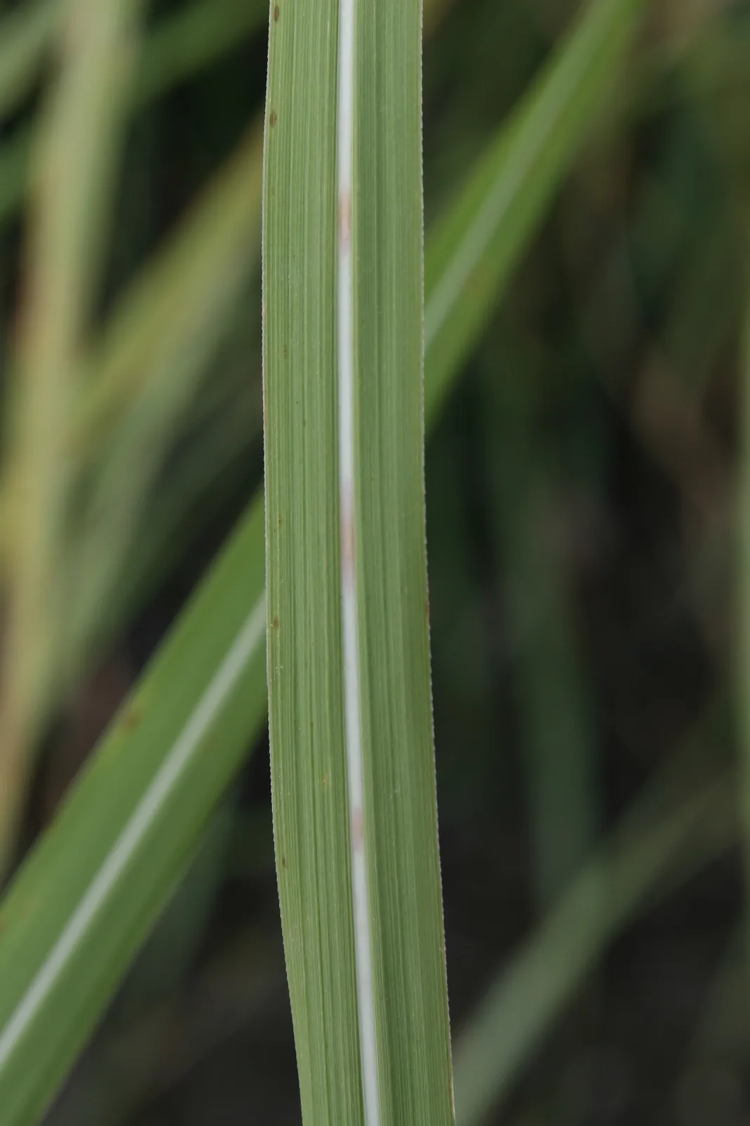 Plume Grass (Saccharum ravennae)