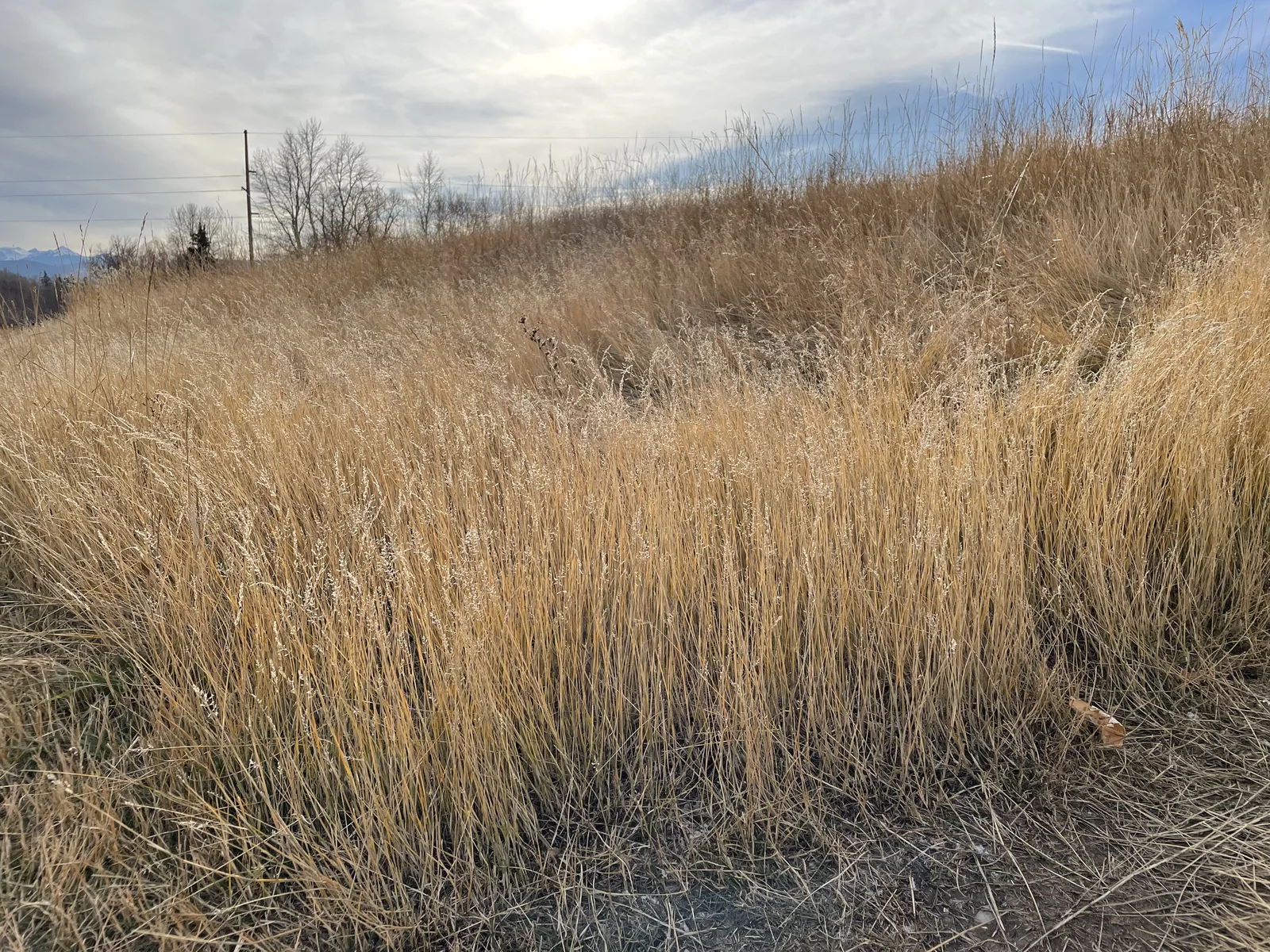 Canada Bluegrass (Poa compressa)
