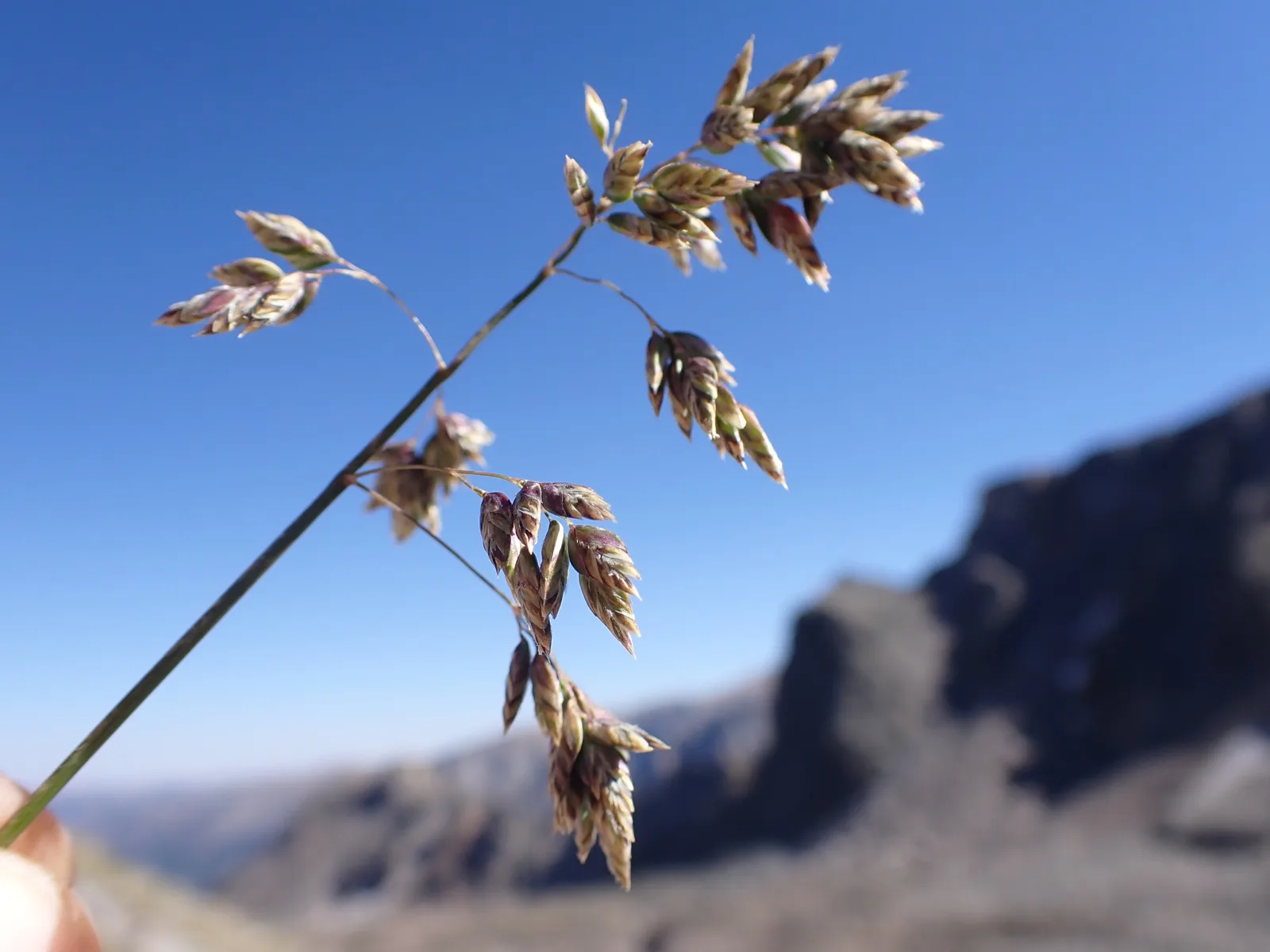 Alpine Bluegrass (Poa alpina)
