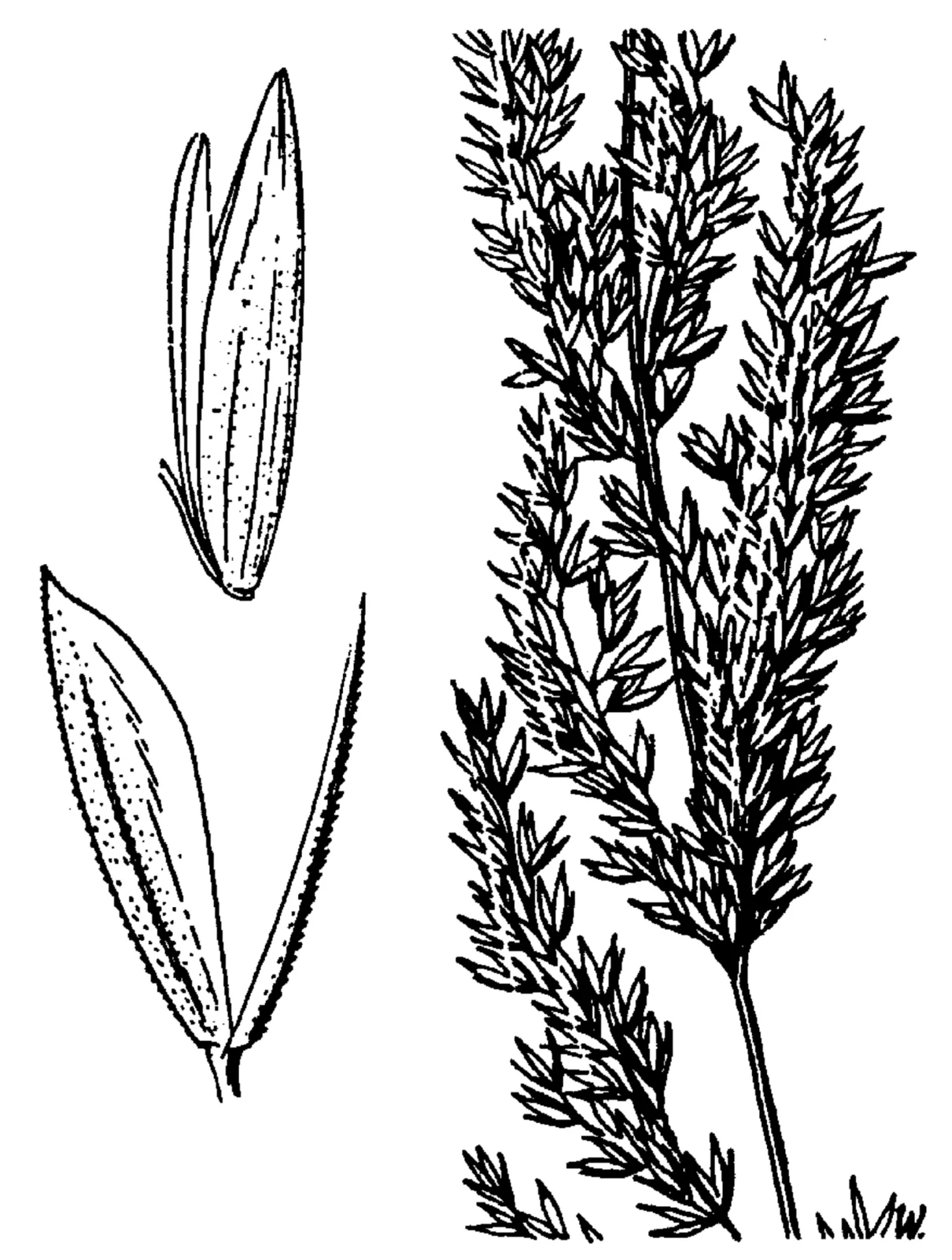 Slender Wedgescale