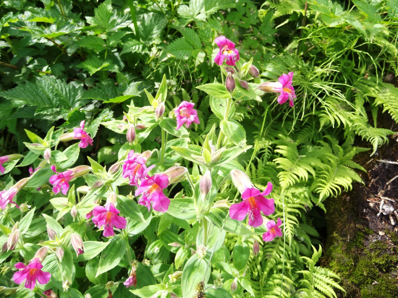 Lewis Monkeyflower (Erythranthe lewisii)