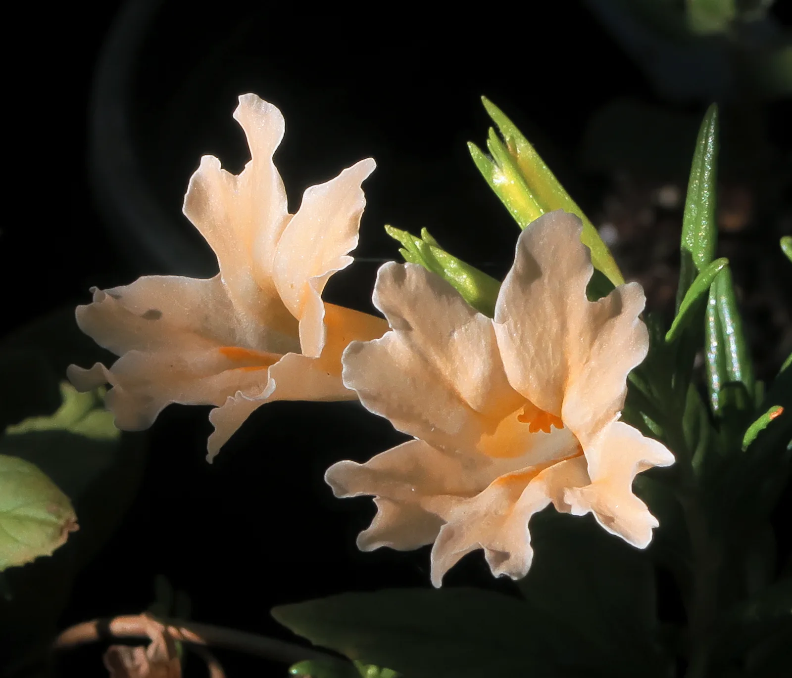 Sticky Monkeyflower (Diplacus aurantiacus)