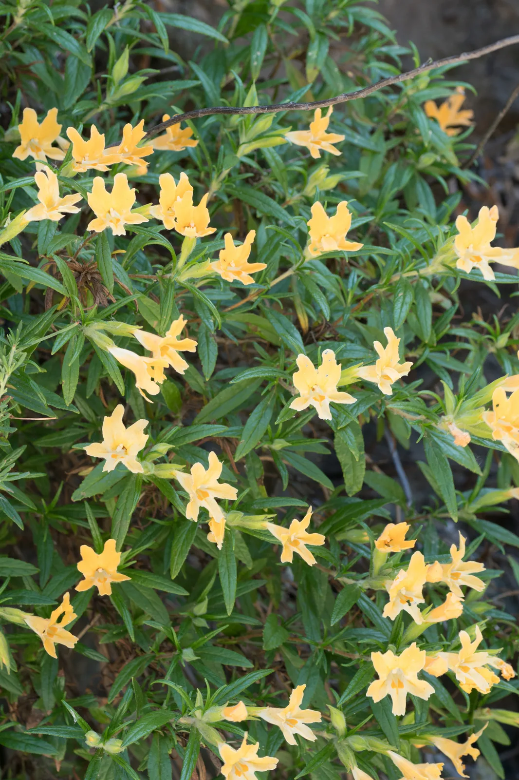 Bush Monkeyflower (Diplacus longiflorus)