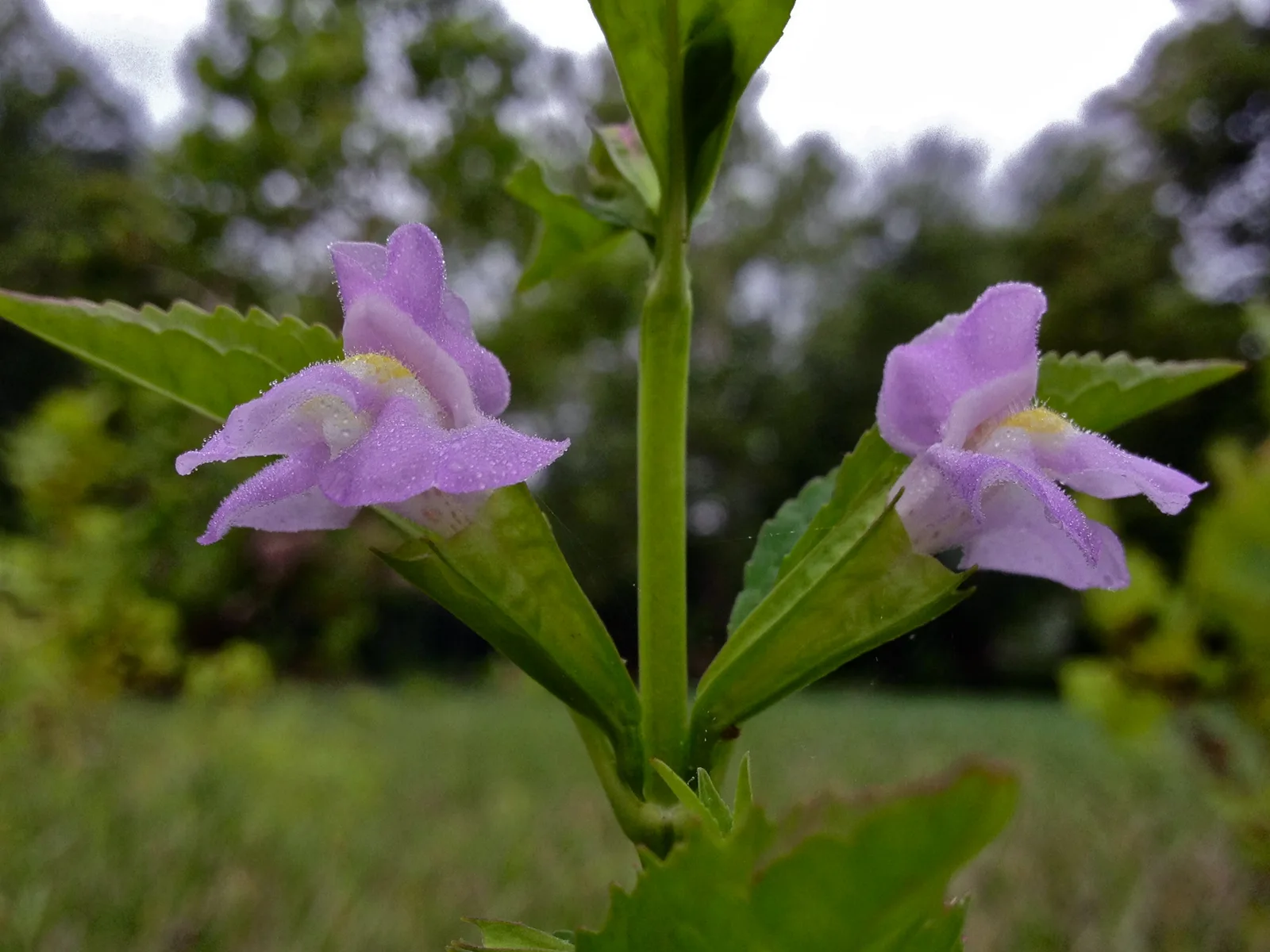 Winged Monkeyflower (Mimulus alatus)