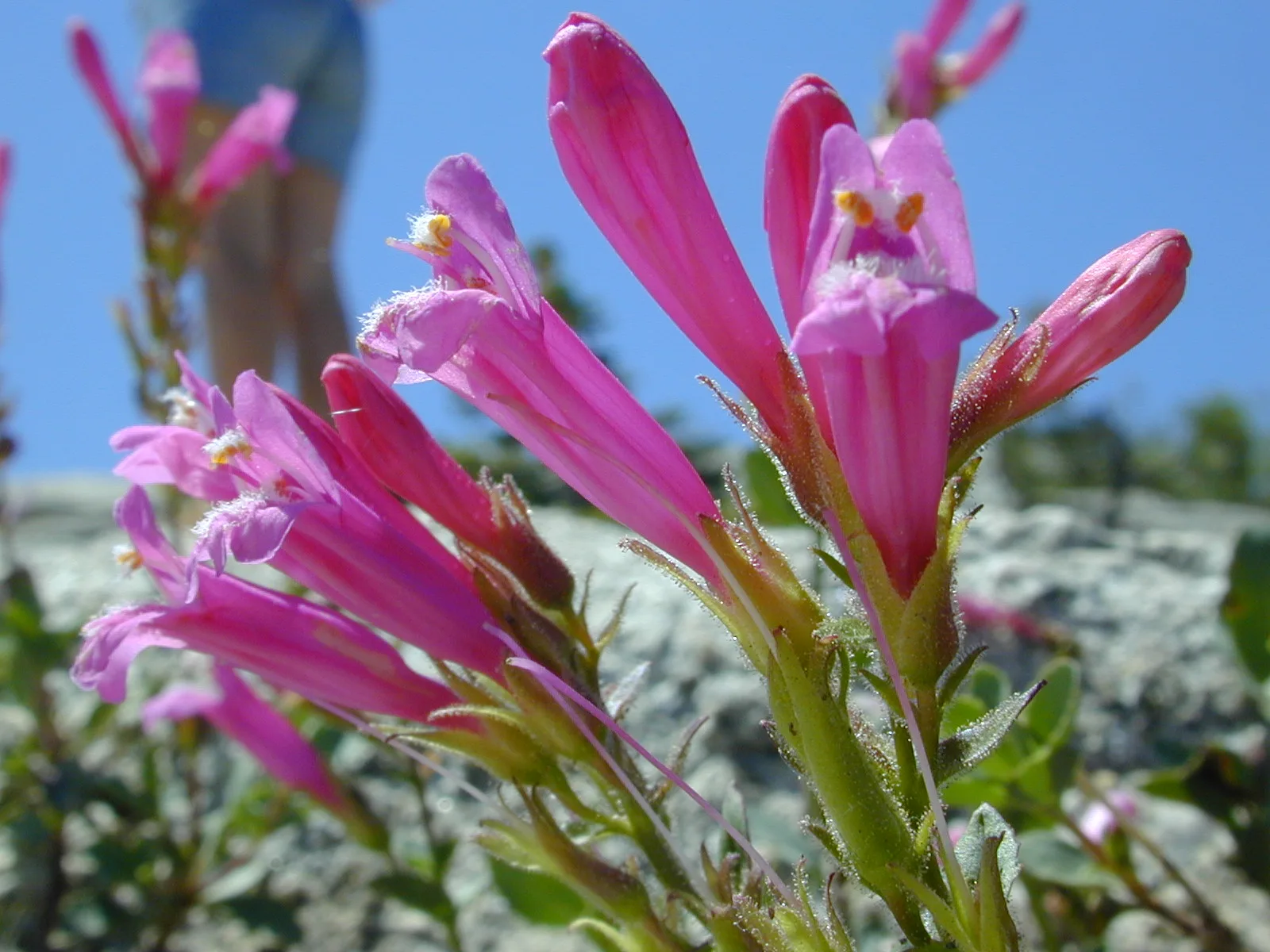 Mountain Pride (Penstemon newberryi)