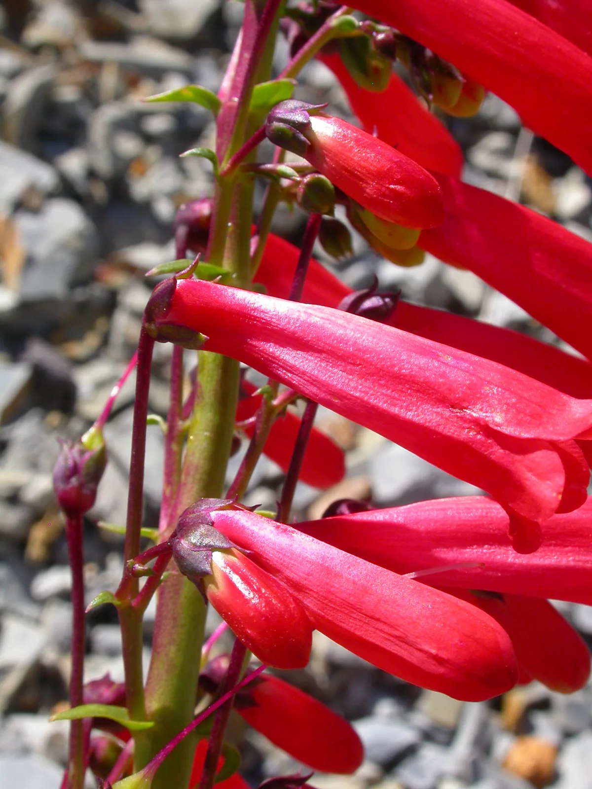 Firecracker Penstemon (Penstemon eatonii)