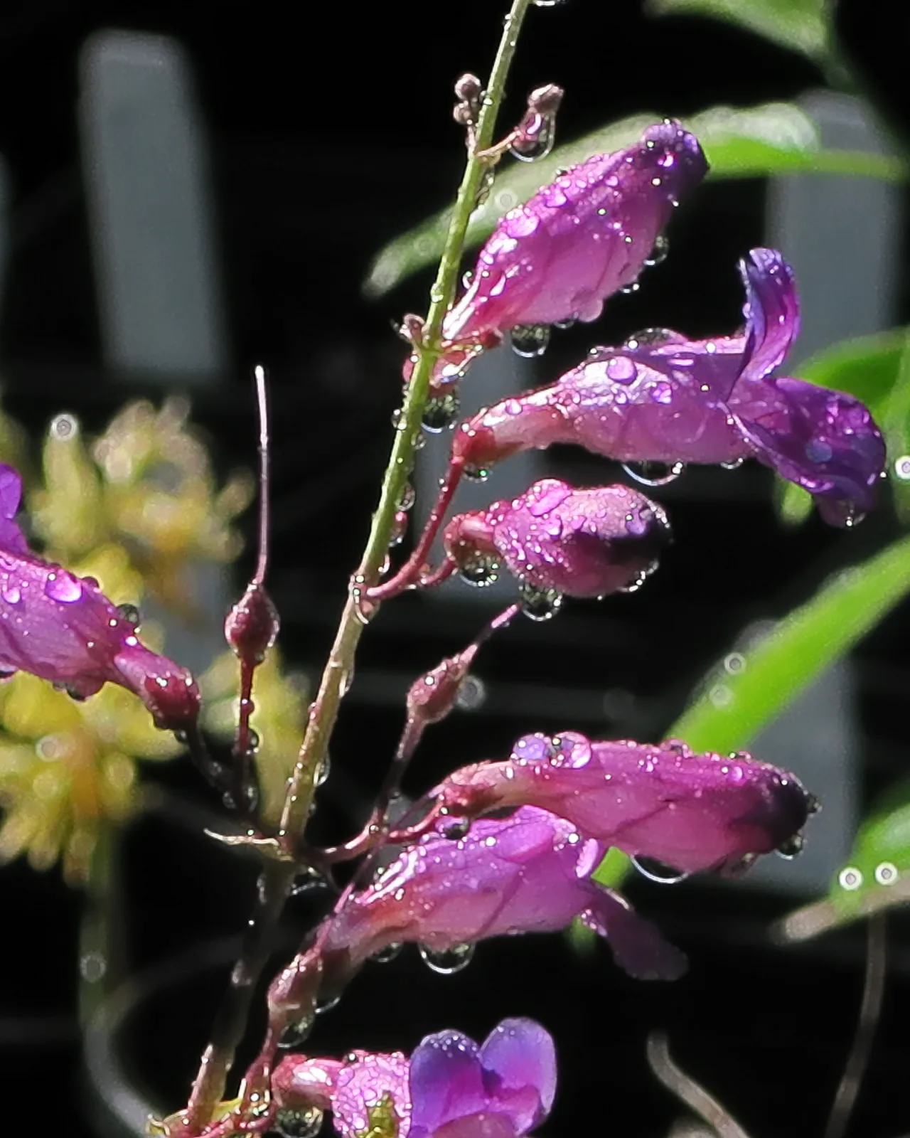 Showy Penstemon (Penstemon spectabilis)