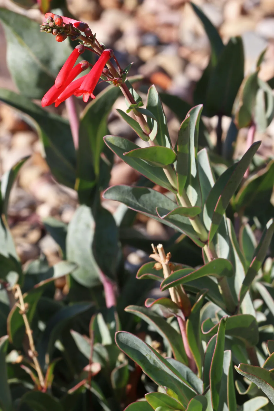 Scarlet Bugler