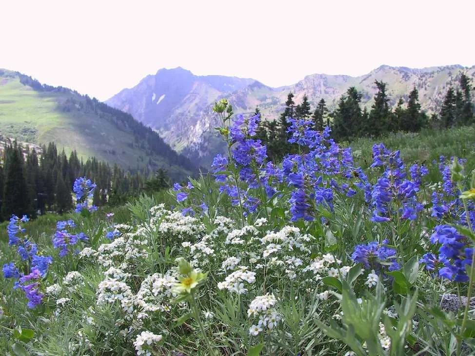 Wasatch Penstemon (Penstemon cyananthus)
