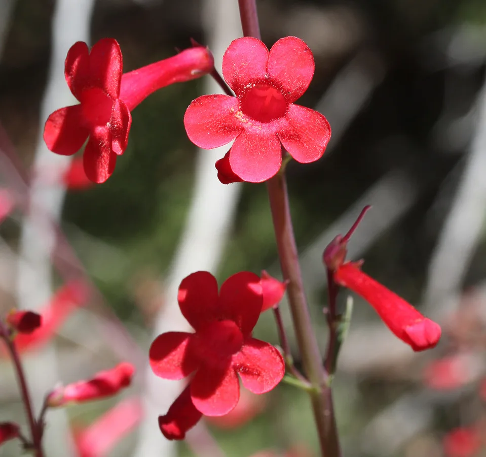 Utah Penstemon (Penstemon utahensis)