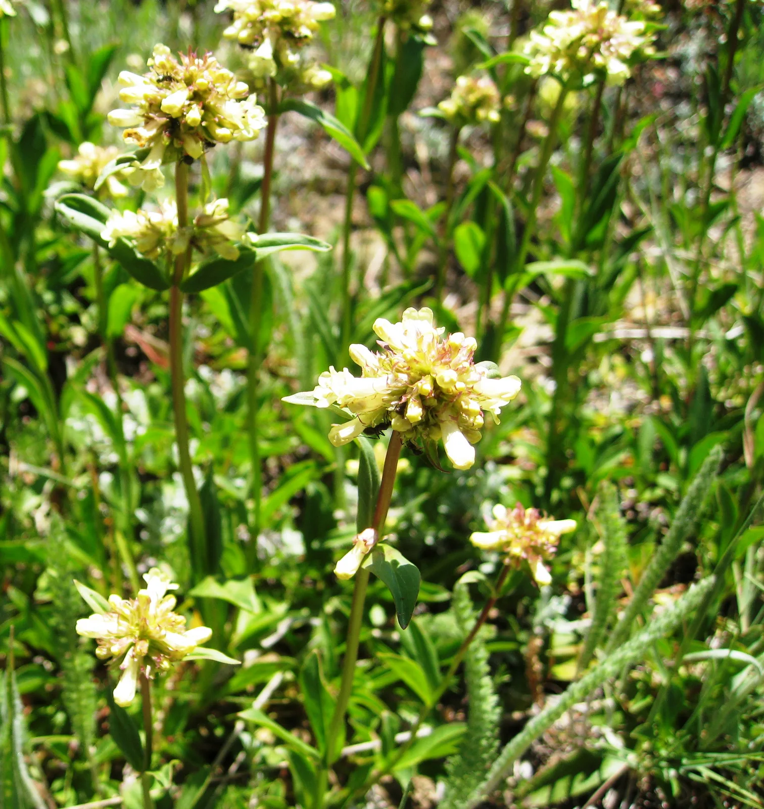 Yellow Penstemon (Penstemon confertus)