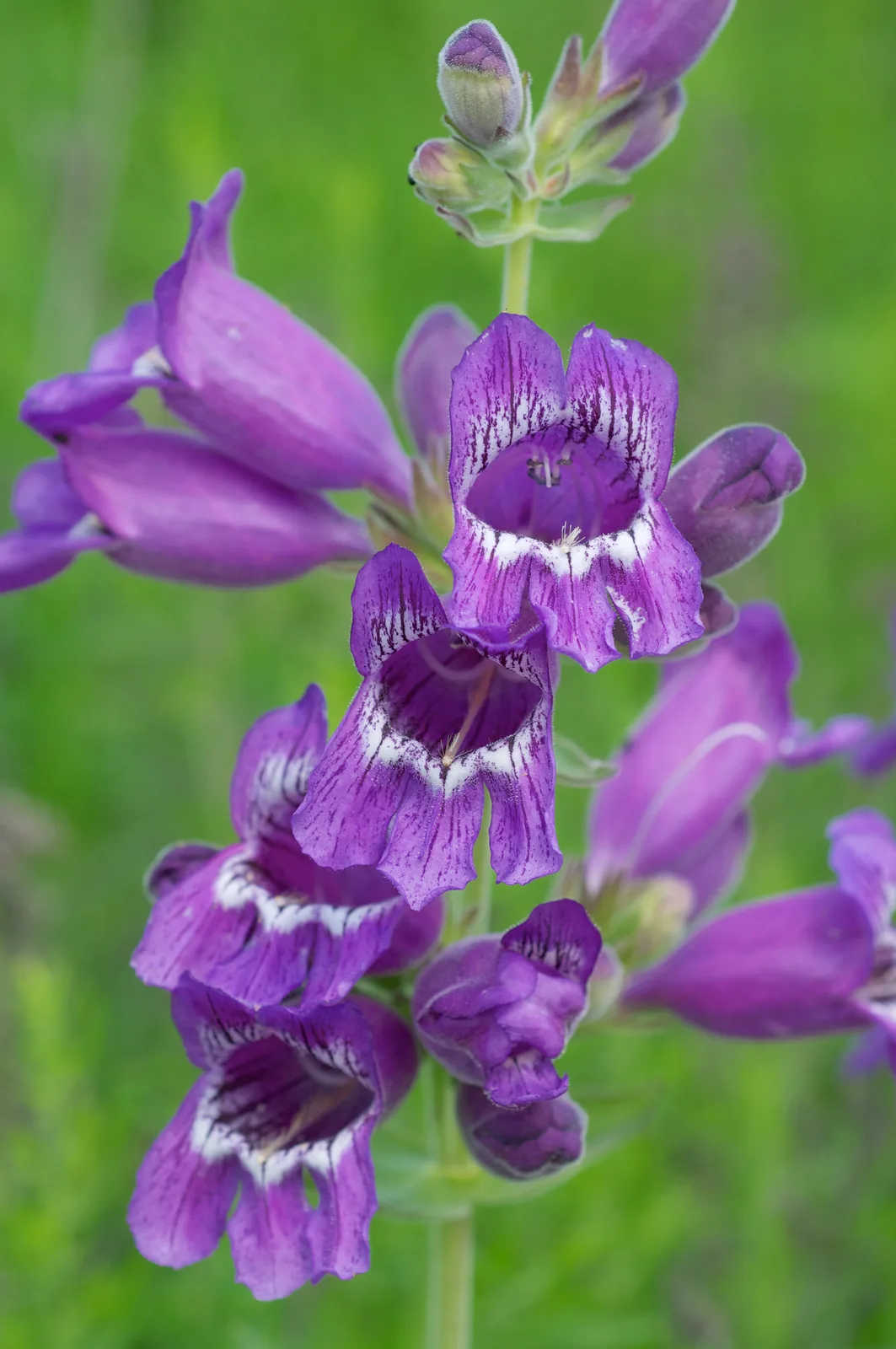 Cobaea Penstemon (Penstemon cobaea)