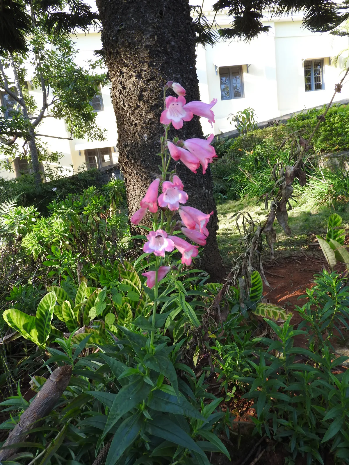 Royal Penstemon