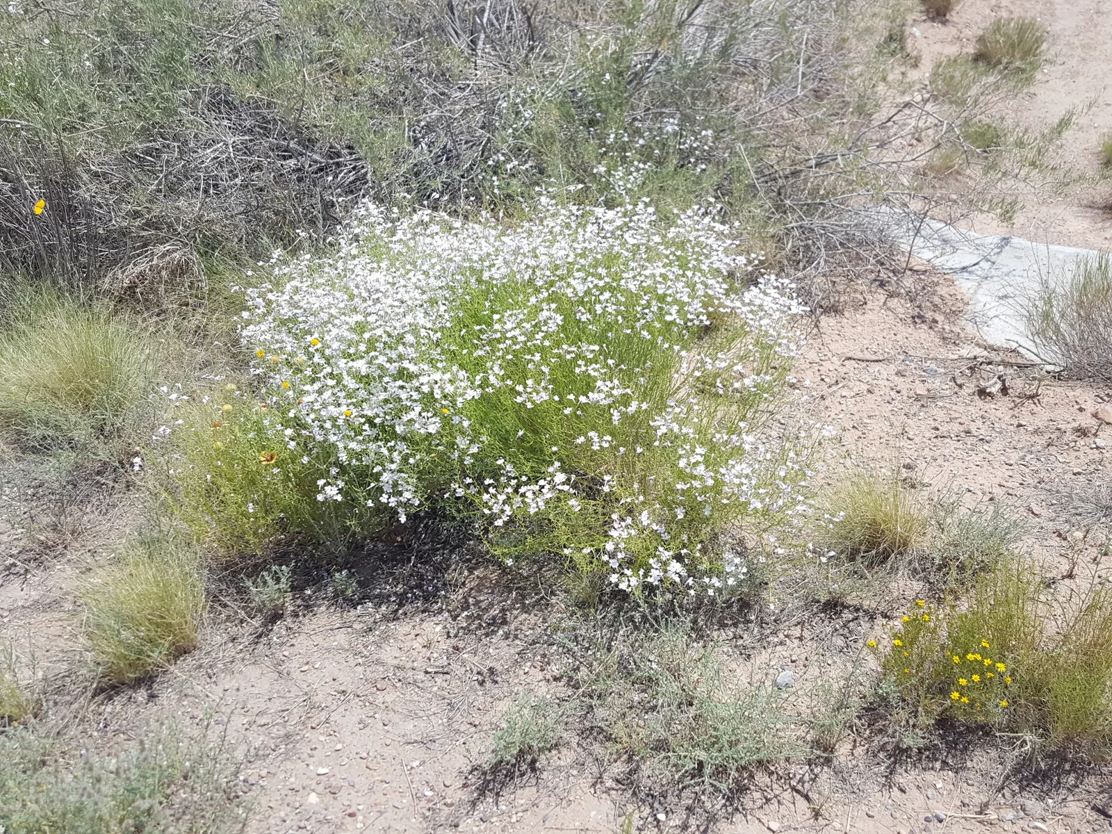 Gilia Beardtongue