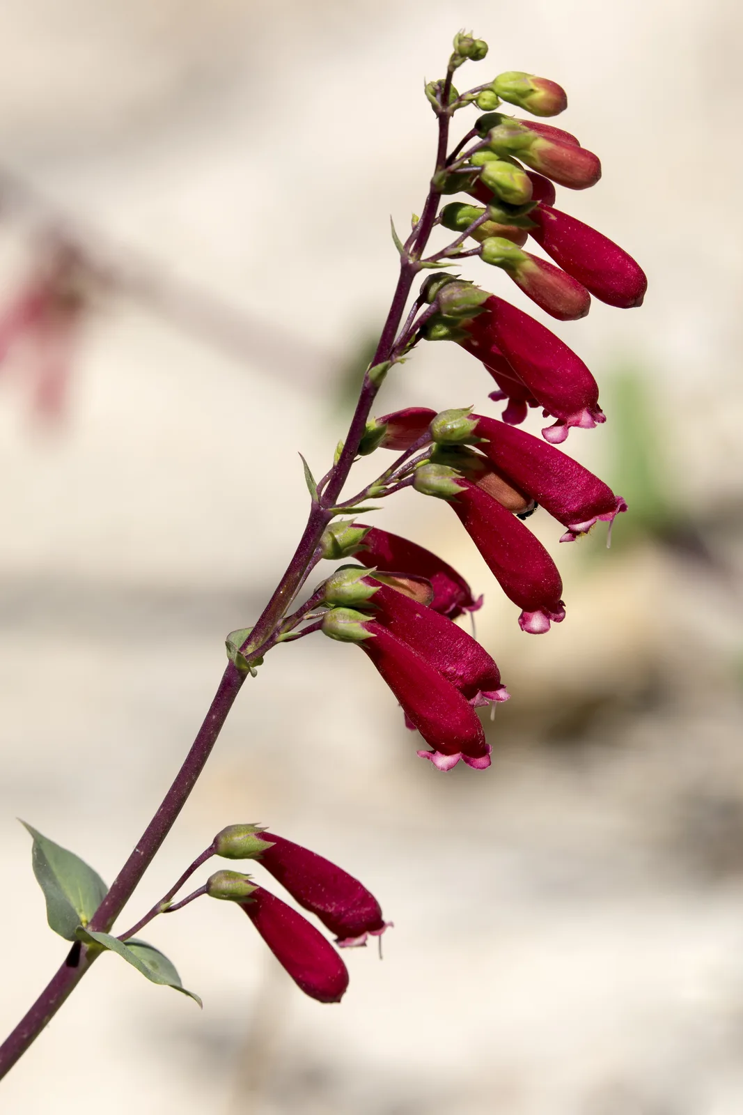 Cardinal Beardtongue (Penstemon cardinalis)
