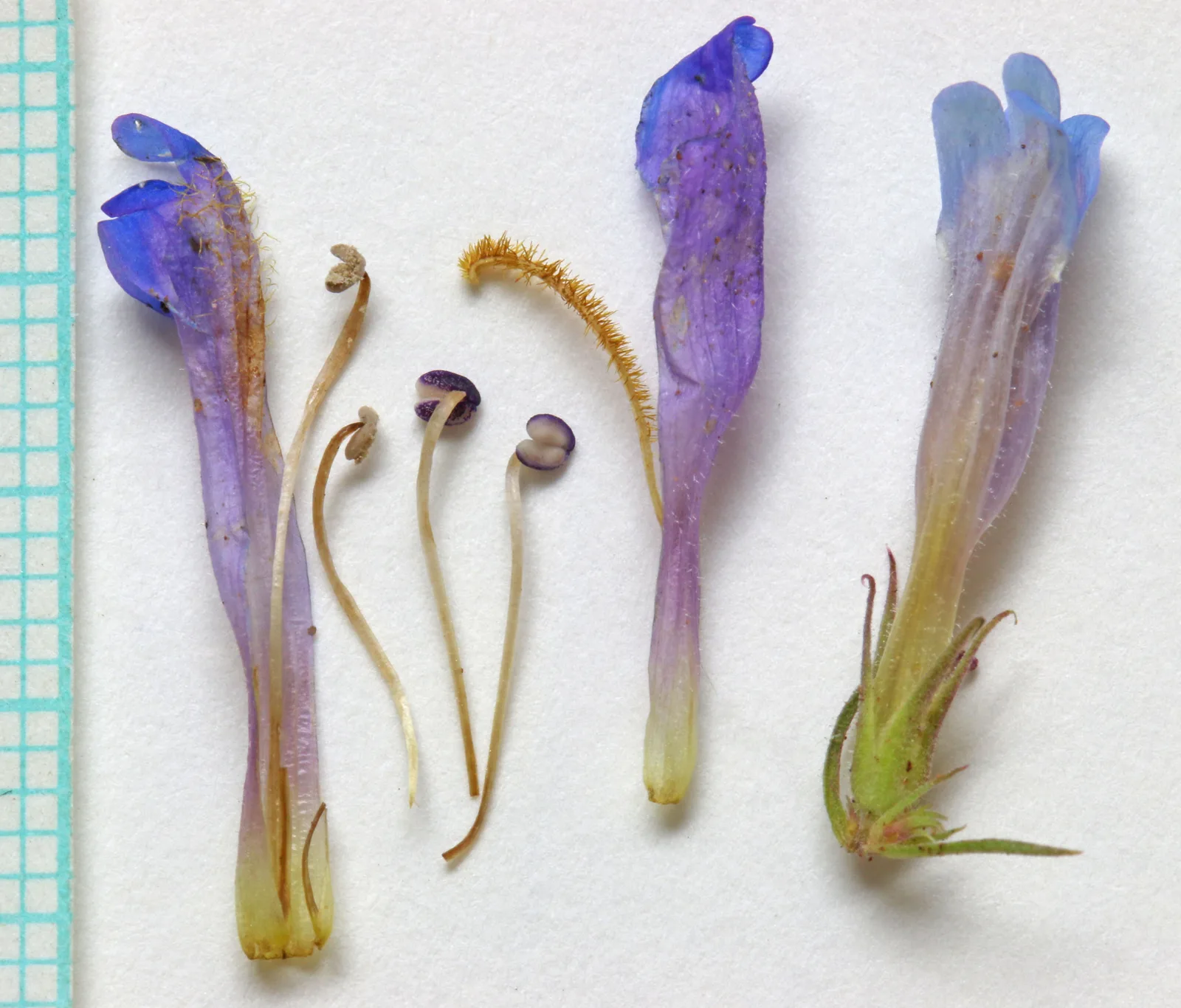 Mat Penstemon (Penstemon caespitosus)