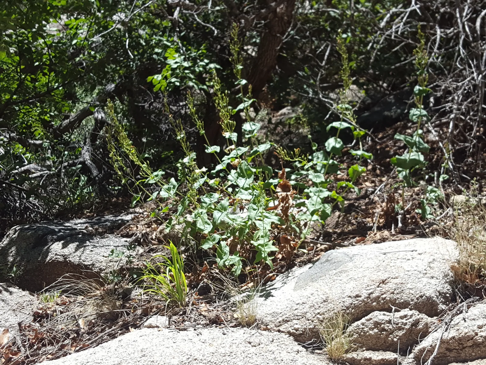 Desert Penstemon (Penstemon pseudospectabilis)