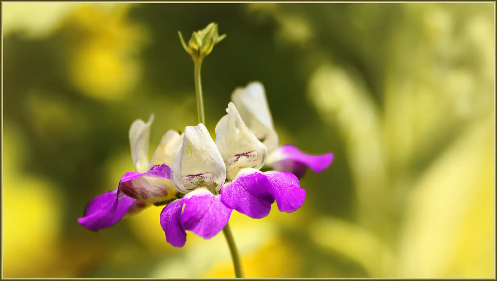 Chinese Houses (Collinsia heterophylla)