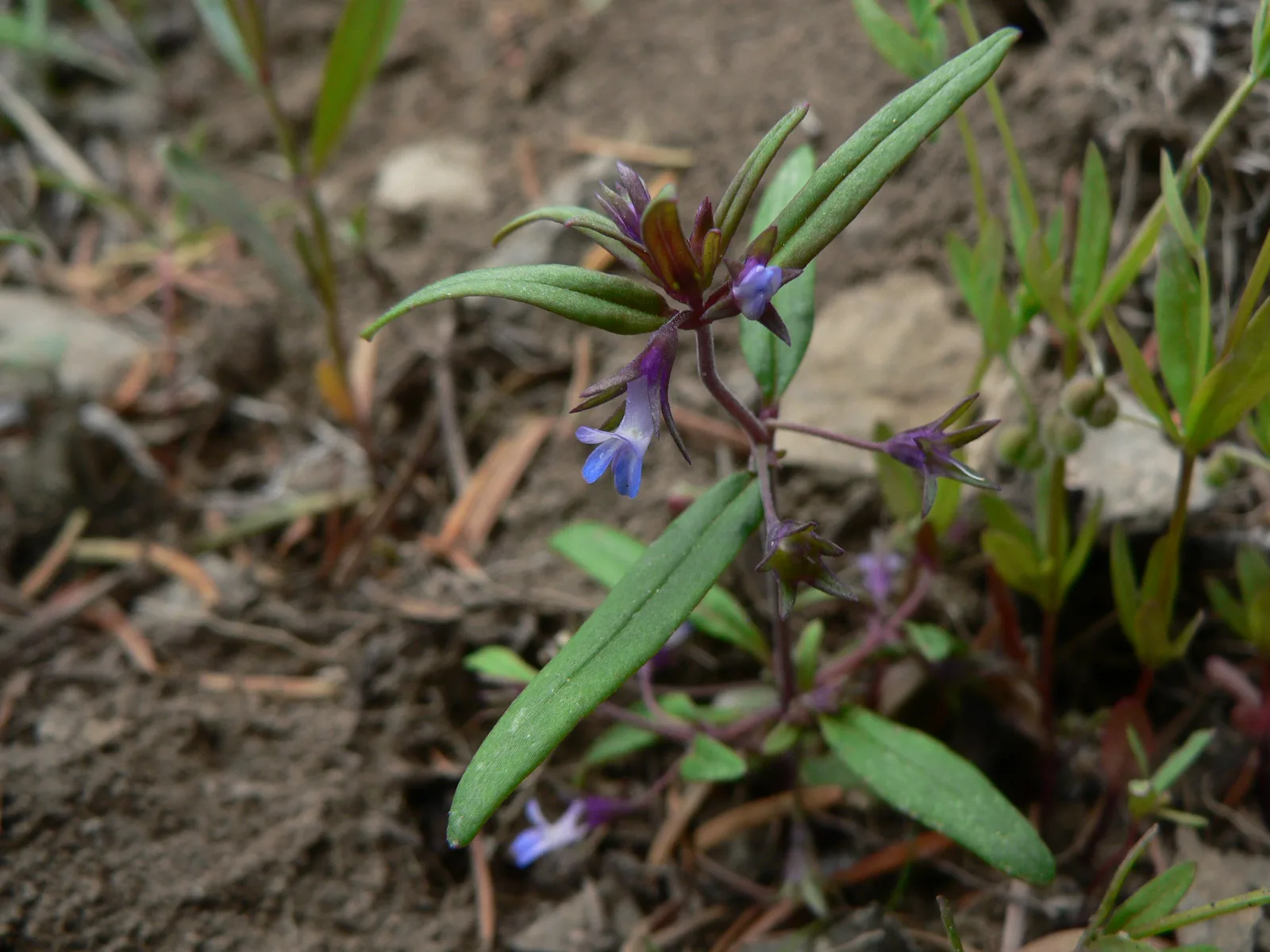 Maiden Blue Eyed Mary (Collinsia parviflora)