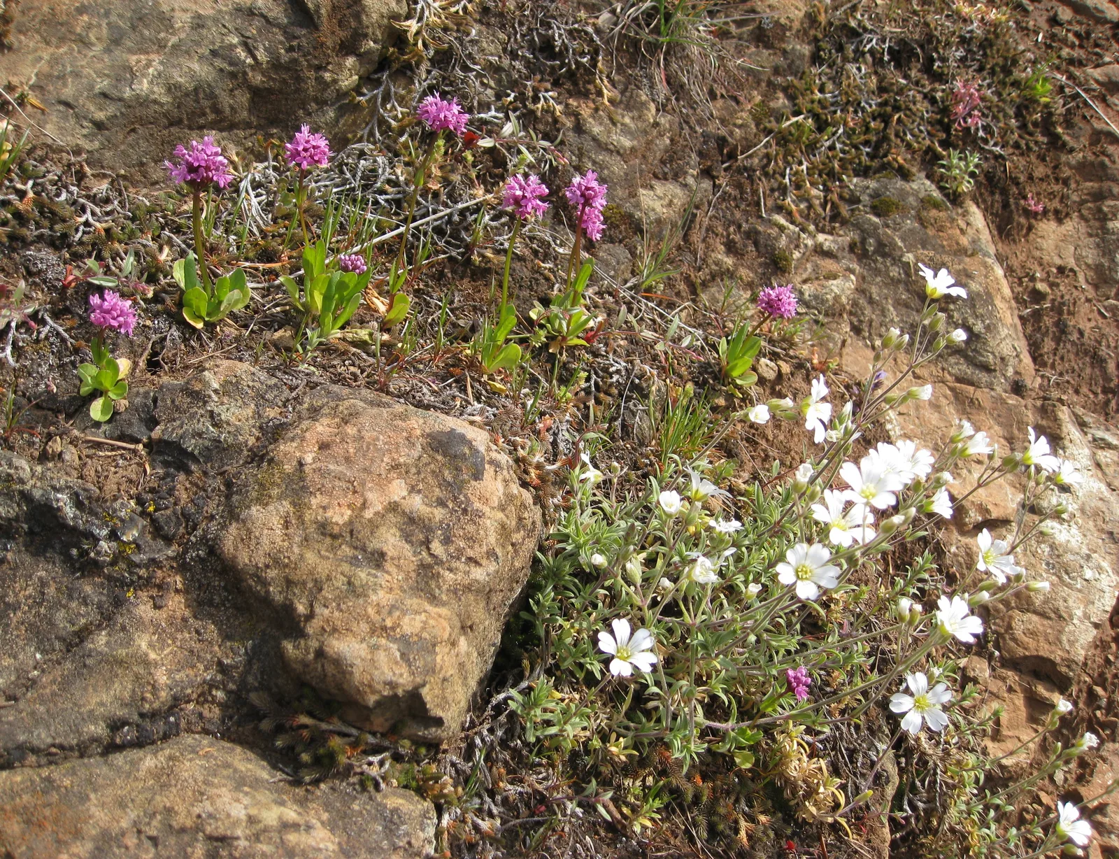 Blue Eyed Mary (Collinsia verna)